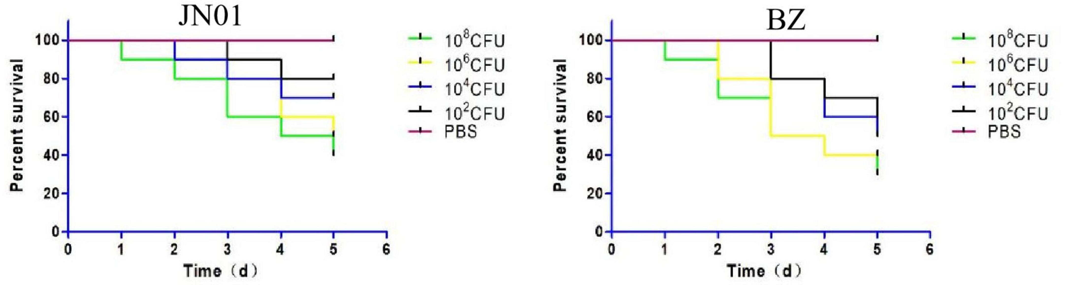 Two survival curves labeled JN01 and BZ show percent survival over six days for different CFU levels: \(10^8\), \(10^6\), \(10^4\), \(10^2\), and a PBS control. Both graphs depict a decrease in survival as CFU levels rise, with PBS maintaining 100% survival throughout.