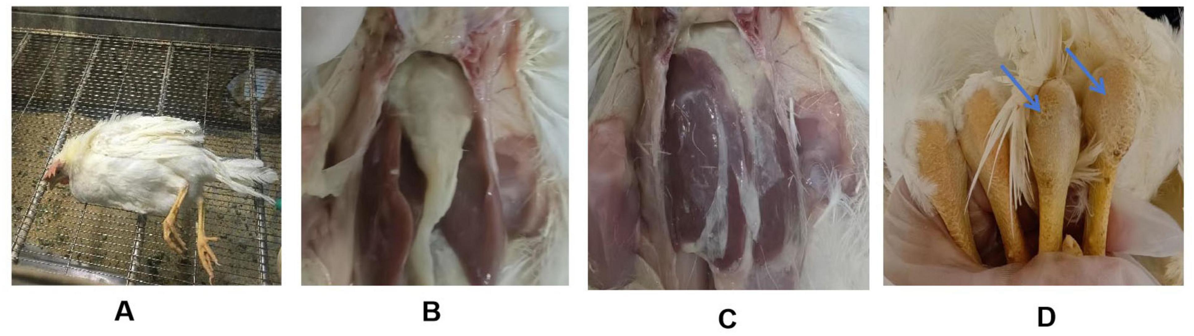 A composite image with four panels labeled A, B, C, and D. Panel A shows a white chicken lying on a wire mesh. Panel B displays a close-up of the chicken’s removed breast skin exposing underlying muscle. Panel C highlights a different section of the muscle. Panel D shows the chicken’s foot with blue arrows pointing to specific parts, possibly indicating lesions or abnormalities.
