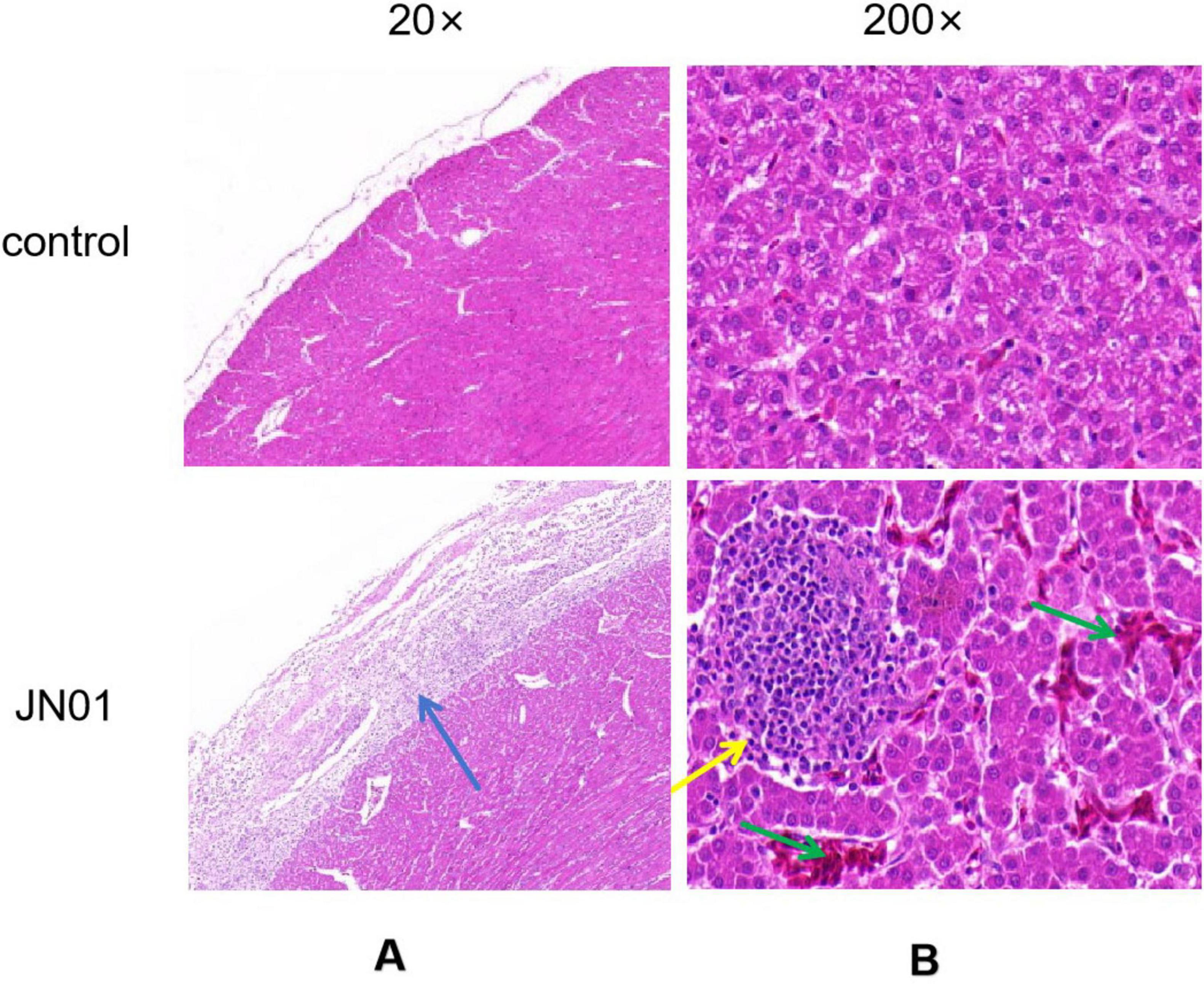 Histological images showing liver tissue under different magnifications, 20x and 200x, labeled as “control” and “JN01.” The control group appears dense and uniform. The JN01 group shows tissue changes with arrows indicating specific features: blue for structural alterations, yellow for cell clustering, and green for cellular changes.