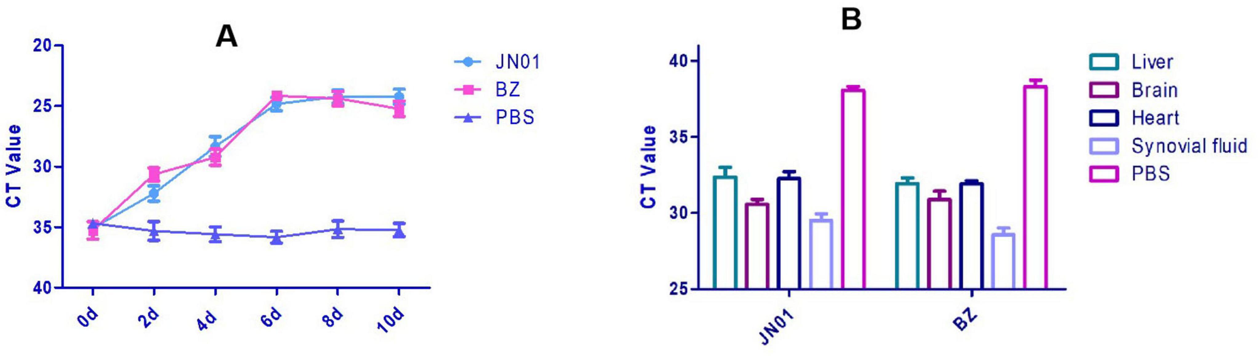 Two graphs show CT values. Graph A is a line chart comparing three treatments: JN01, BZ, and PBS over 10 days. JN01 and BZ increase similarly, while PBS remains low. Graph B is a bar chart comparing CT values for different tissues (liver, brain, heart, synovial fluid) under JN01 and BZ treatments, with PBS showing higher values.