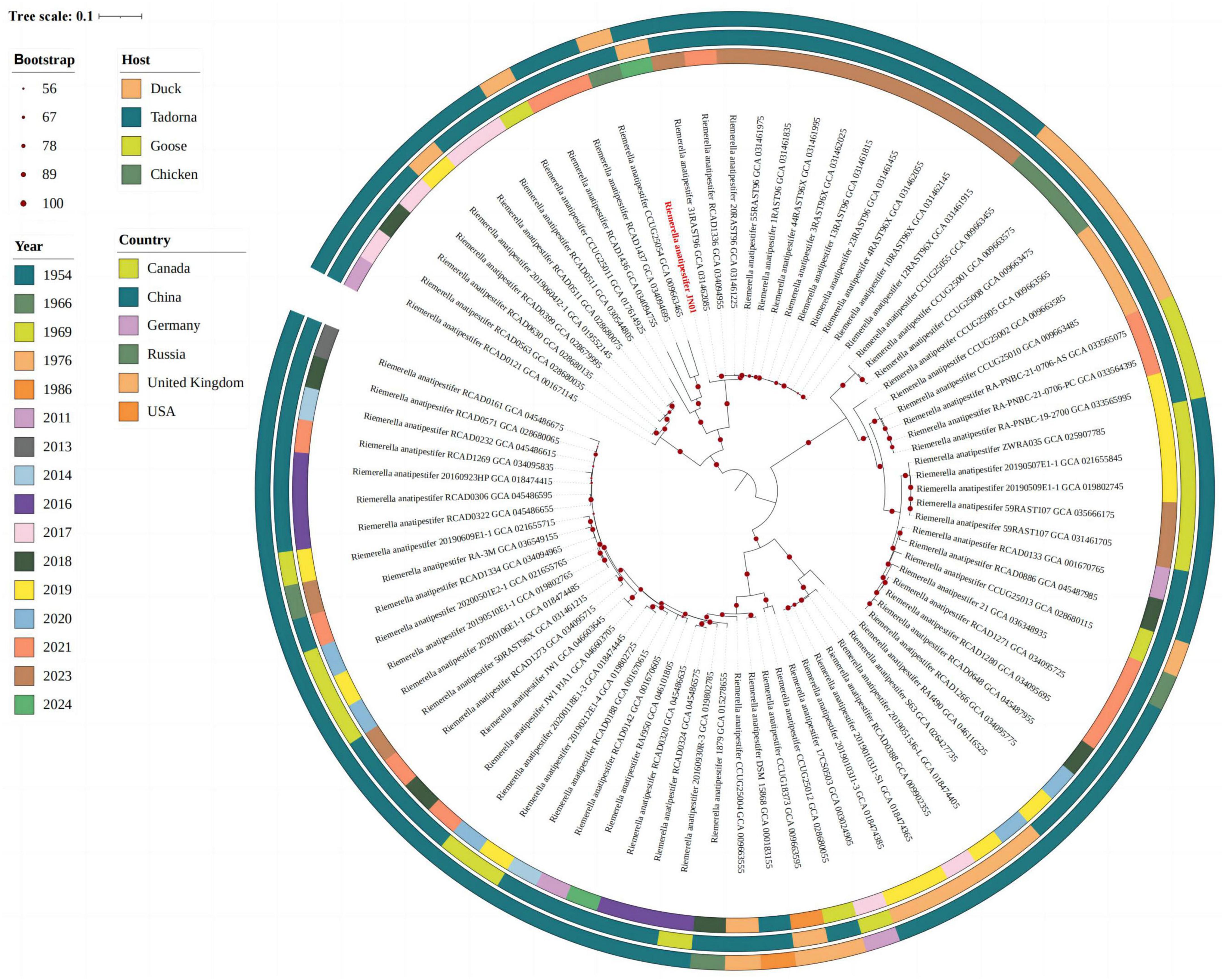 Circular phylogenetic tree displaying genetic relationships of Riemerella anatipestifer strains. The outer rings denote bootstrap values, host species (duck, tadorna, goose, chicken), year, and countries (Canada, China, Germany, Russia, United Kingdom, USA). Color-coded bars represent data metadata.