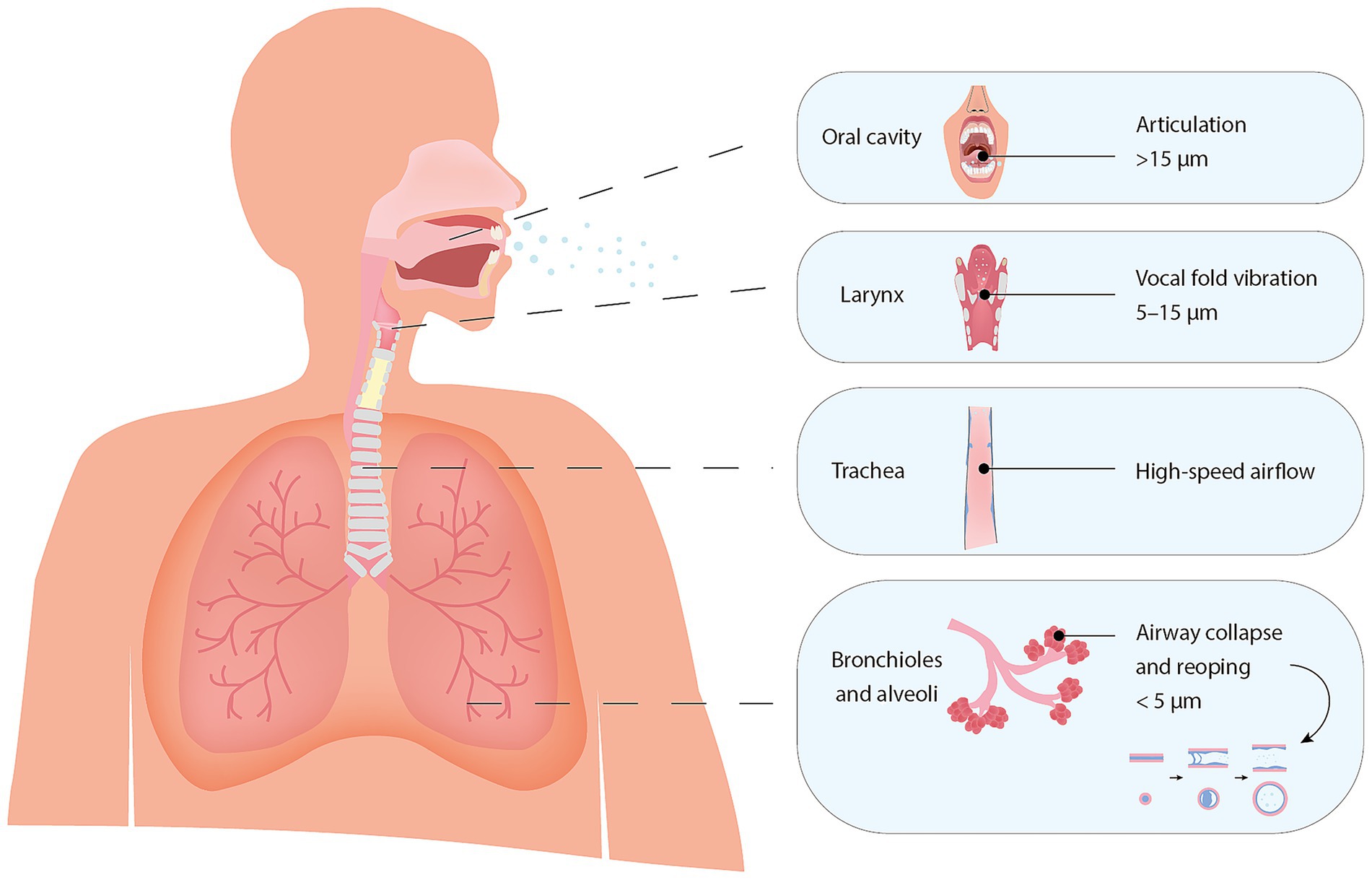 Illustration of the human respiratory system showing the oral cavity, larynx, trachea, bronchioles, and alveoli. It highlights particle dynamics: articulation in the oral cavity for particles over fifteen micrometers, vocal fold vibration in the larynx for five to fifteen micrometers, high-speed airflow in the trachea, and airway collapse and reopening in the bronchioles and alveoli for particles under five micrometers.