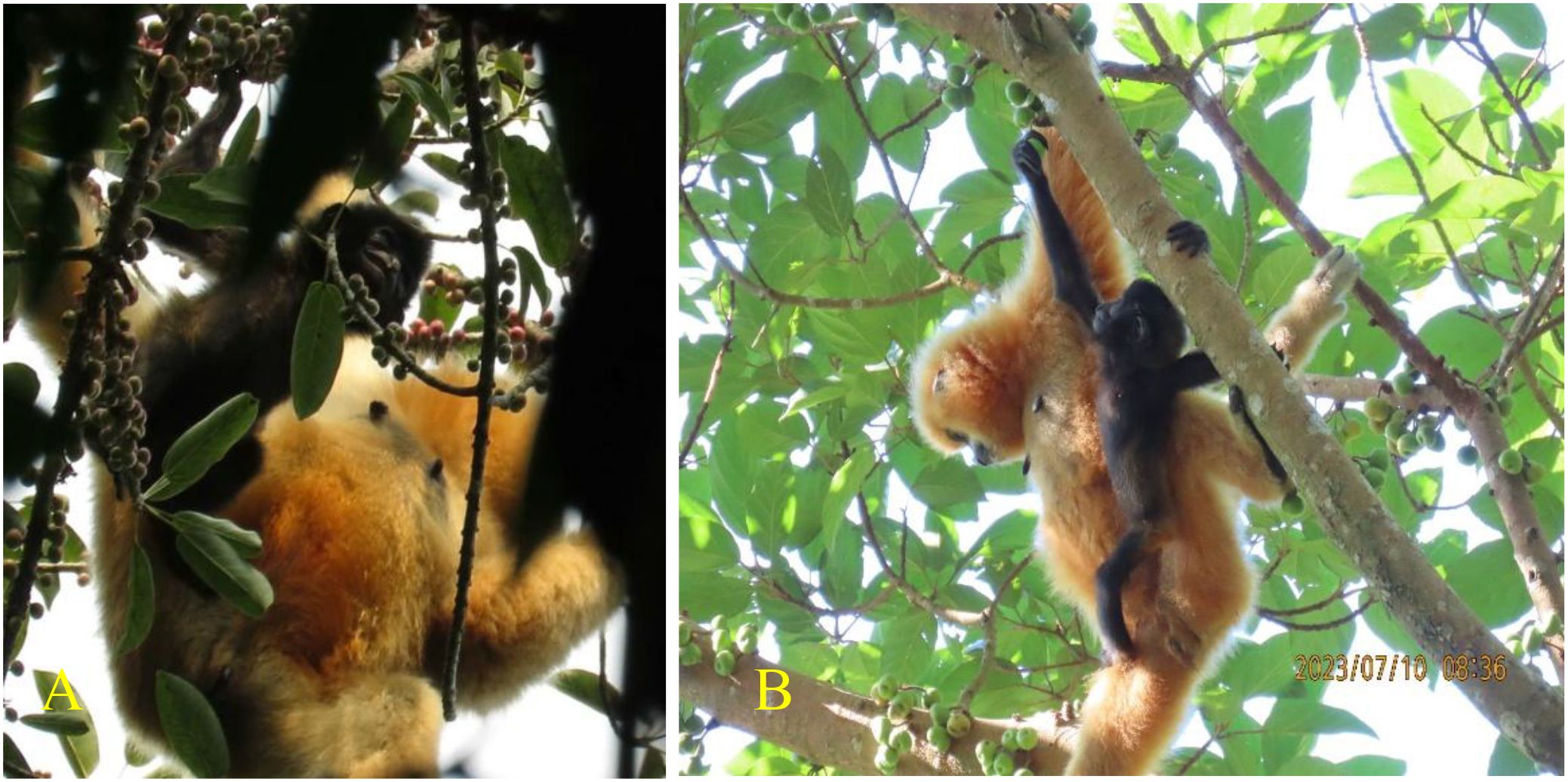 Panel A presents a female gibbon with golden fur, accompanied by a black-furred infant, as they forage amid leaves and branches. Panel B depicts a female gibbon suspending from a branch while holding a smaller, dark-furred infant.