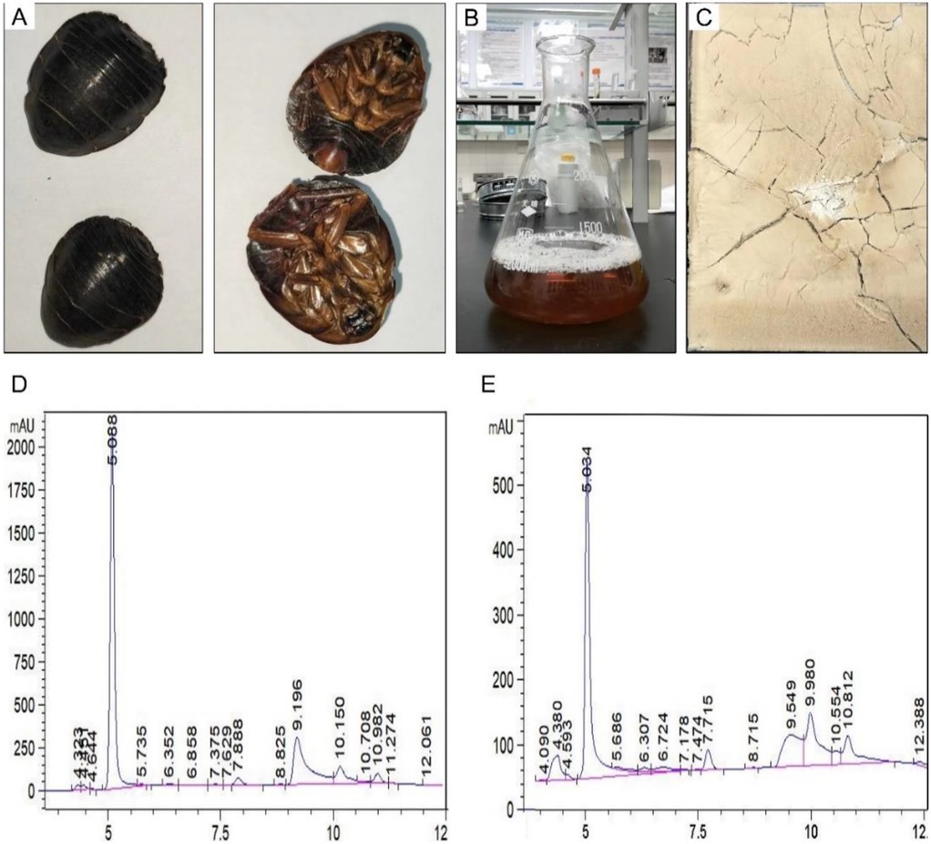 Panel A shows whole and split views of dark-colored insect specimens with visible segmented limbs. Panel B displays a conical flask containing a brown liquid in a laboratory setting. Panel C shows a small container with light yellow freeze-dried powder. Panels D and E present chromatograms with retention times and peak intensities, indicating compound profiles from the samples.