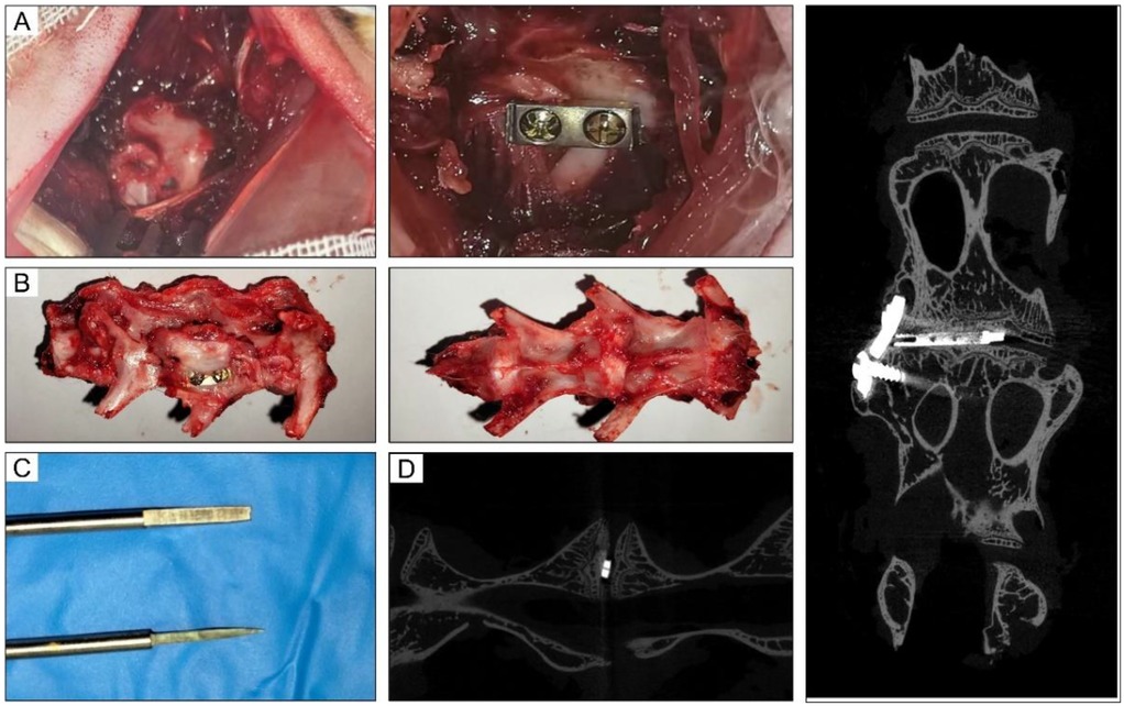 Panel A shows intraoperative images of the L4–L5 fusion process in a rabbit, before and after cage implantation and fixation with a steel plate. Panel B presents excised lumbar fusion specimens after surgery. Panel C displays two customized metallic surgical instruments on a blue cloth. Panel D includes immediate micro-CT images taken after the operation, showing the cage position and fixation in the operated vertebrae.