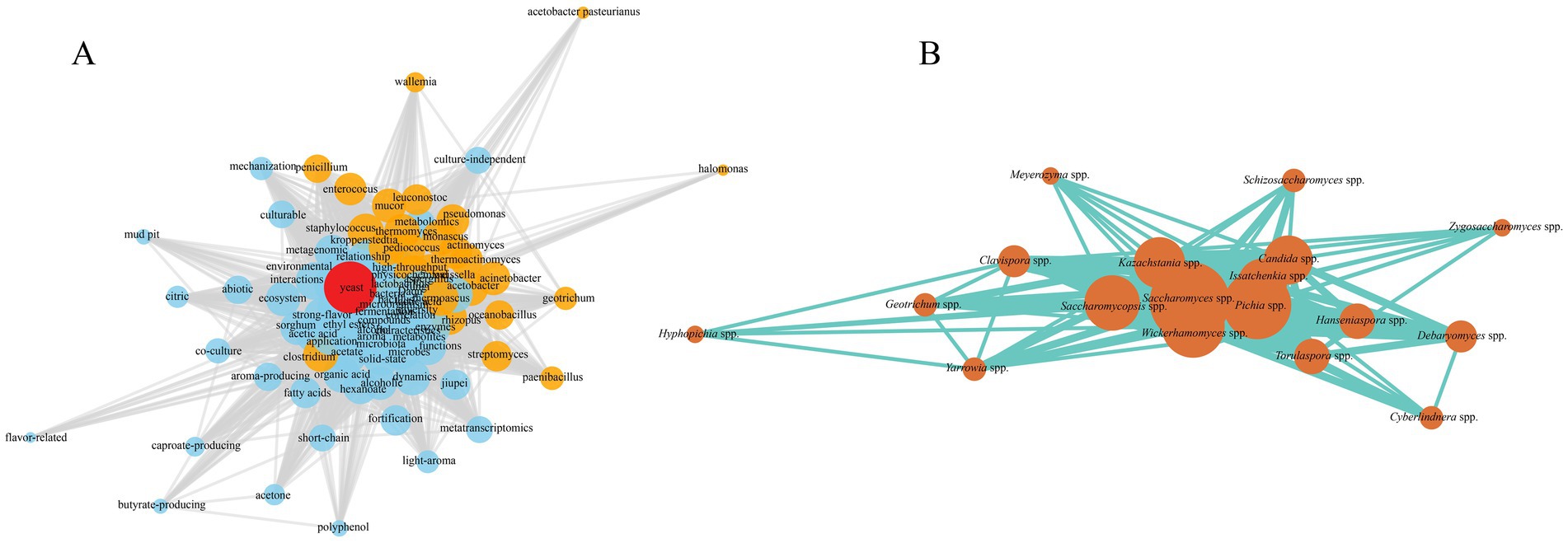 Network diagrams labeled A and B. Diagram A shows a complex network with nodes in various colors, centered around the word “yeast.” It connects terms like “environmental interactions” and “metagenomic.” Diagram B features interconnected nodes mostly labeled with species names, such as “Candida spp.” and “Saccharomyces spp.,” linked by turquoise lines.