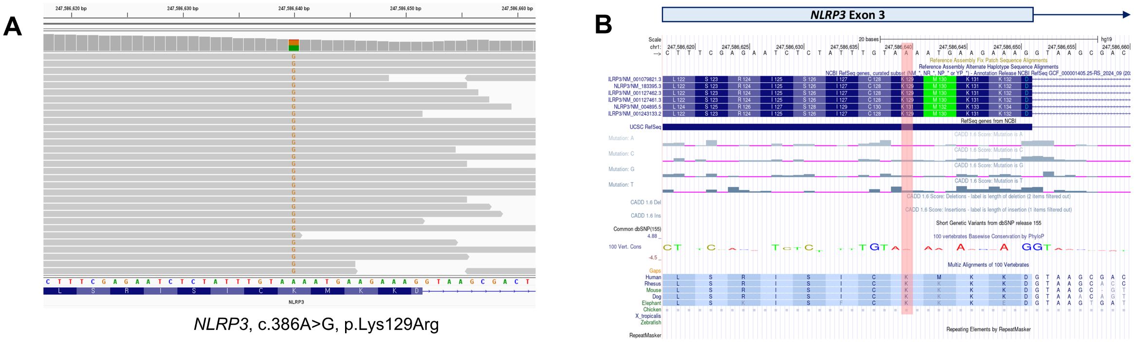 Genomic visualization highlights NLRP3 gene, exon 3, with a specific c.386A>G, p.Lys129Arg mutation. Panel A shows a read alignment view, while panel B presents reference genome alignments, sequence conservation, and mutation impact analysis across species.