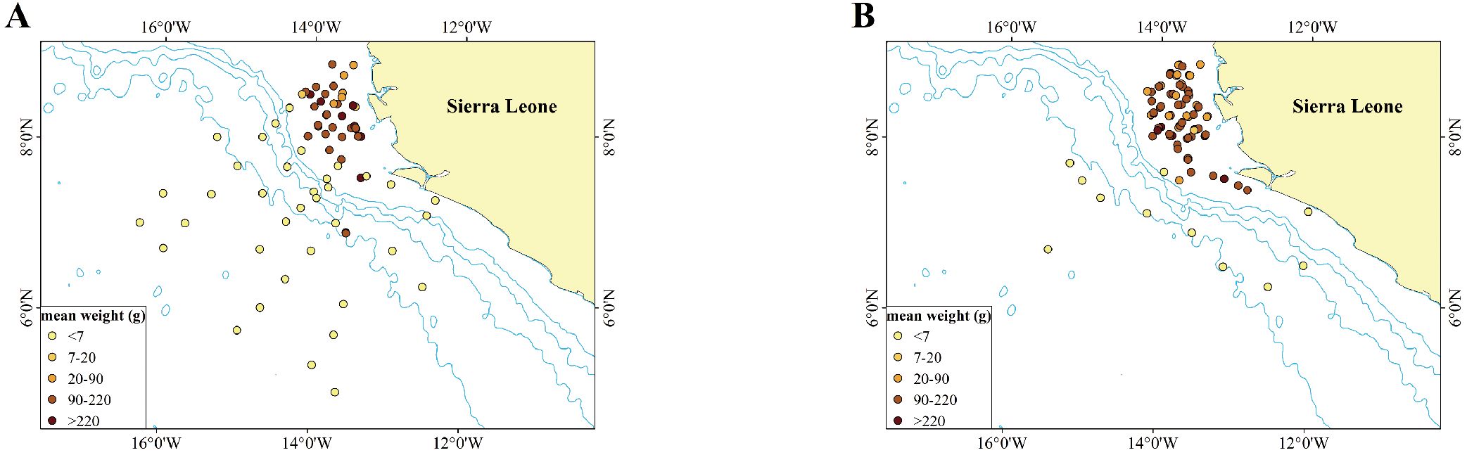 Two maps labeled A and B show the mean weight distribution of a species around Sierra Leone. Both maps use color-coded dots to indicate weights: yellow for less than 7 grams, light orange for 7 to 20 grams, orange for 20 to 90 grams, brown for 90 to 220 grams, and dark brown for more than 220 grams. Dots are concentrated near the coast, with darker colors prevalent in map A compared to map B.