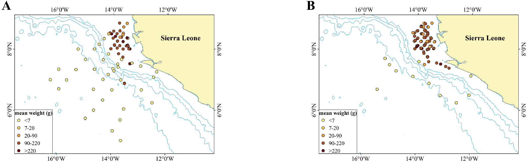 Two maps labeled A and B show the mean weight distribution of a species around Sierra Leone. Both maps use color-coded dots to indicate weights: yellow for less than 7 grams, light orange for 7 to 20 grams, orange for 20 to 90 grams, brown for 90 to 220 grams, and dark brown for more than 220 grams. Dots are concentrated near the coast, with darker colors prevalent in map A compared to map B.