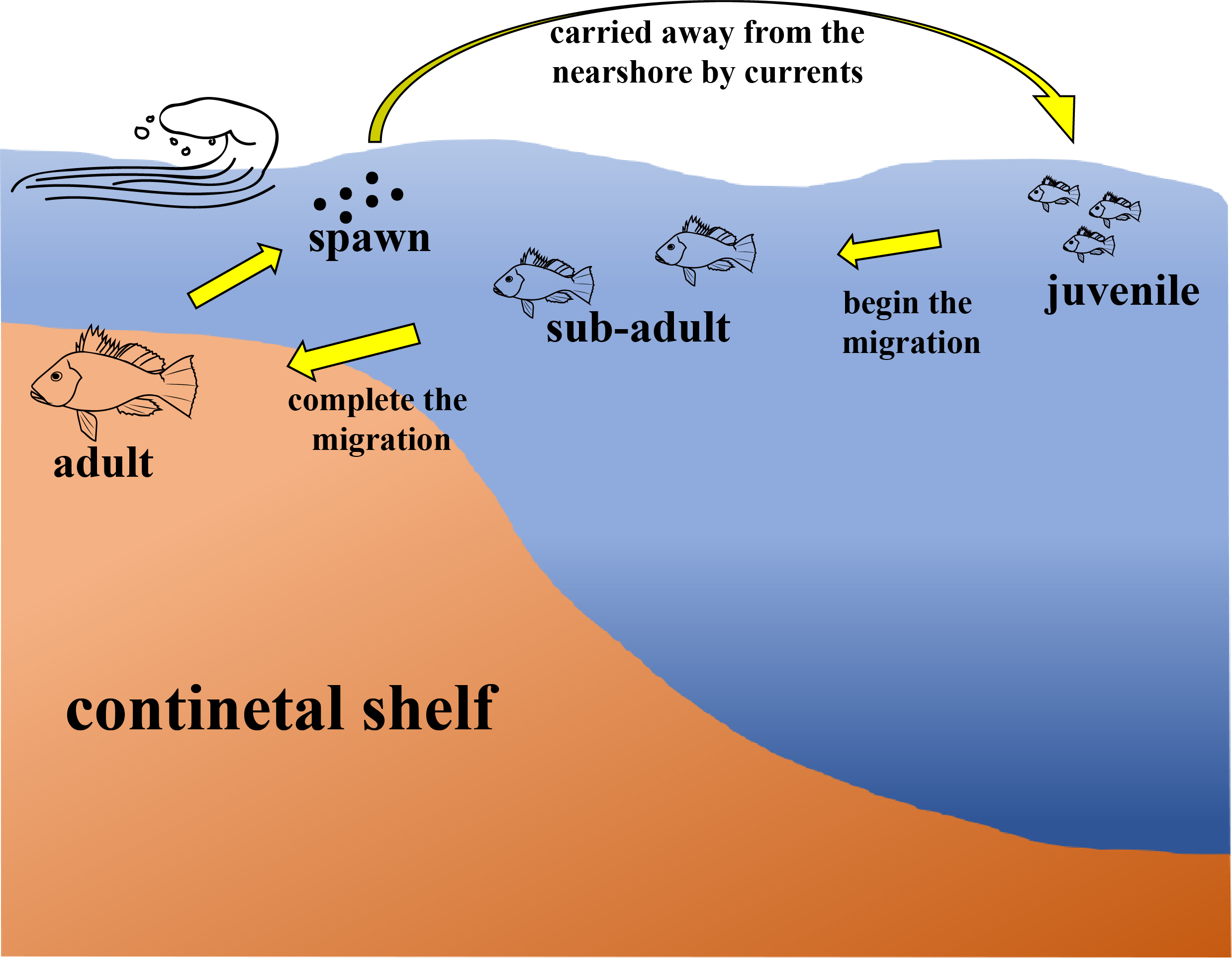 Diagram illustrating the life cycle of a fish on the continental shelf. Stages depicted include spawning, juveniles, sub-adults, and adults. Currents carry eggs away from the shore. Juveniles migrate toward the shelf, sub-adults begin migration, and adults complete it.