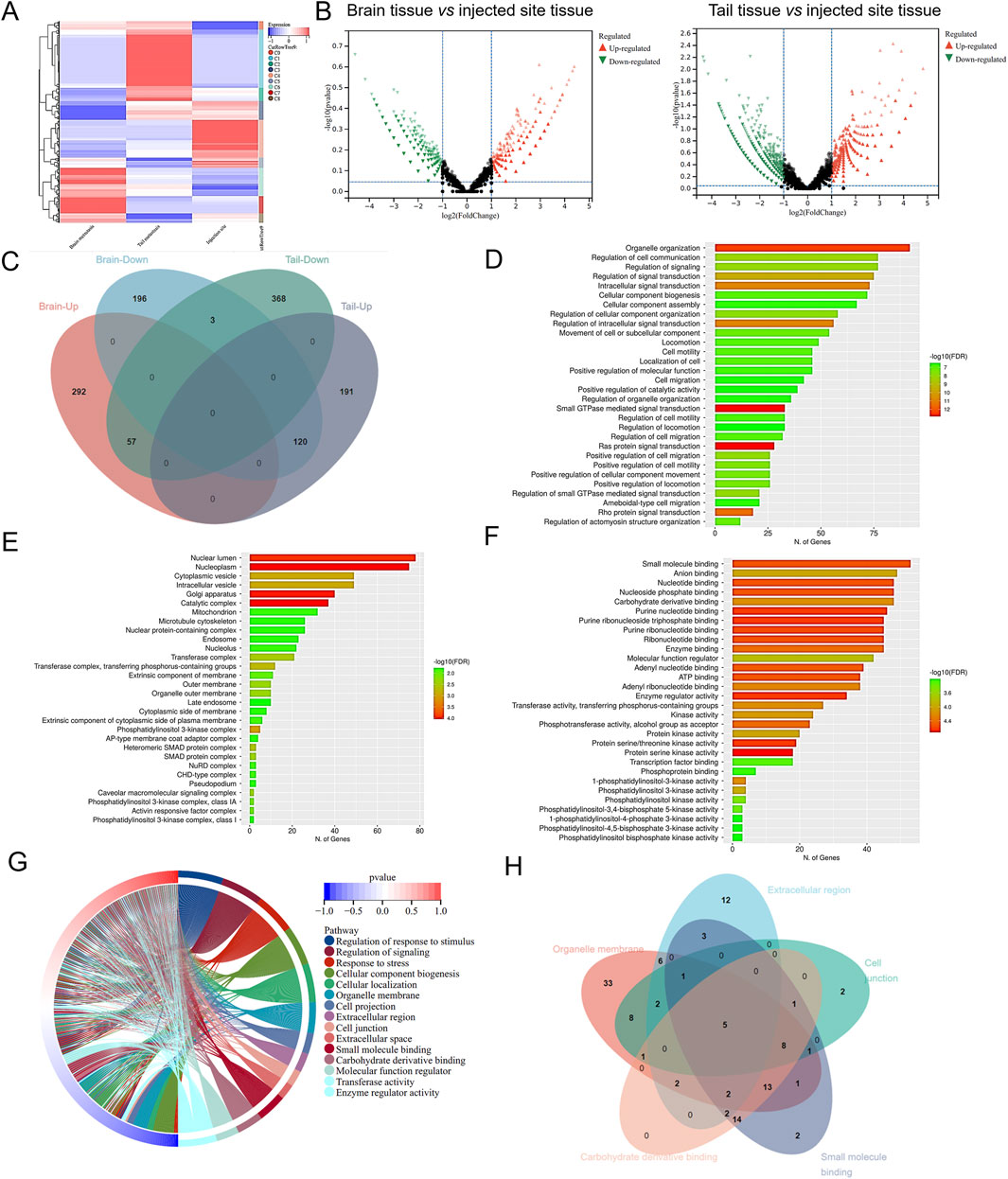 A composite of eight panels analyzes gene expression and biological processes. Panel A is a heatmap displaying expression levels across different tissues. Panel B contains two volcano plots comparing brain and tail tissues versus injected site tissue, highlighting up-regulated and down-regulated genes. Panel C is a Venn diagram showing overlapping and unique gene groups between brain and tail tissues. Panels D and E feature bar charts of overrepresented biological processes and cellular components, respectively. Panel F shows pathways related to small molecule binding. Panel G is a circos plot visualizing pathway interactions. Panel H is another Venn diagram for different cellular components.