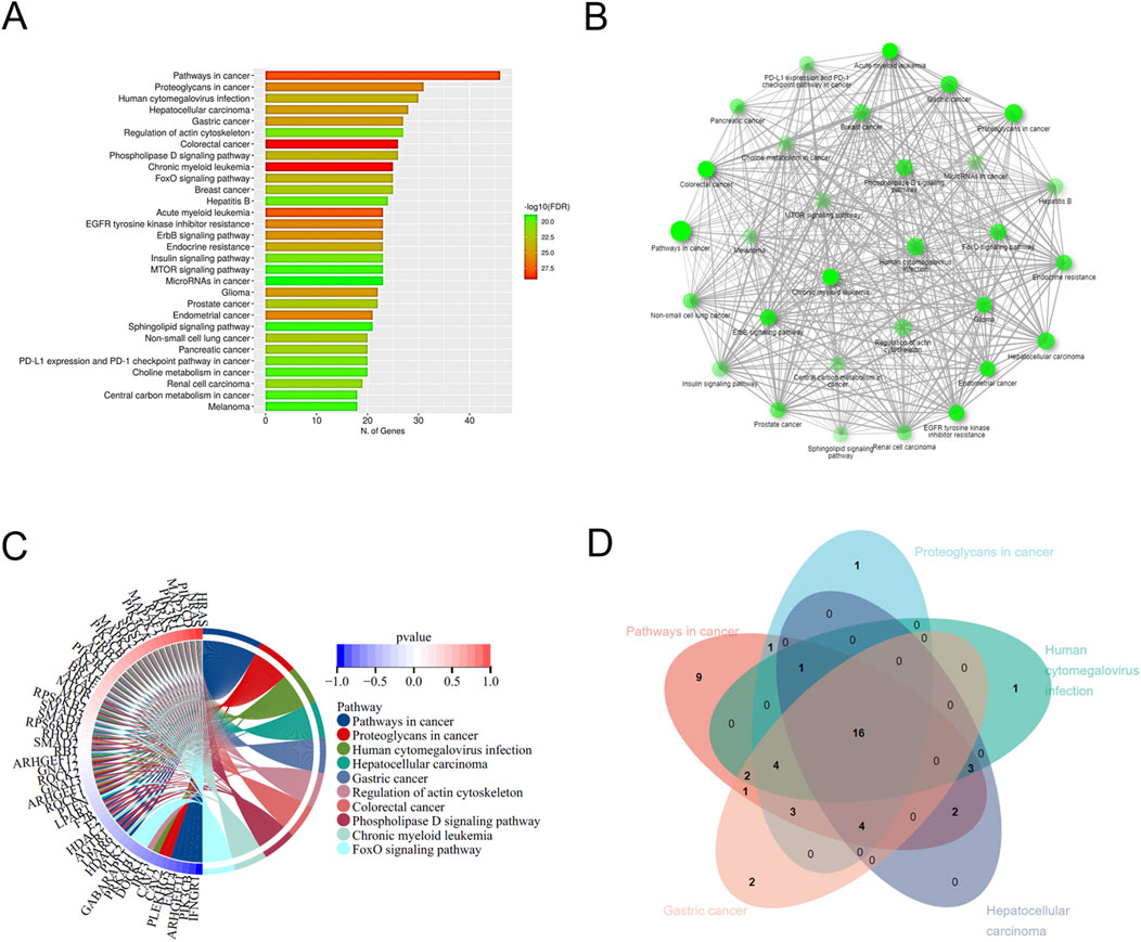 A panel of four images visualizing gene pathway data:A) A bar graph showing the number of genes involved in various cancer-related pathways. Bars are color-coded by -log10(FDR) values.B) A network diagram depicting the connections between different cancer pathways, with nodes representing pathways and edges showing interactions; node size correlates with significance.C) A circular chord diagram illustrating the relationship and shared genes among pathways, color-coded by pathway type with a p-value gradient.D) A Venn diagram showing overlap among five pathway categories, indicating shared and unique gene associations across pathways.
