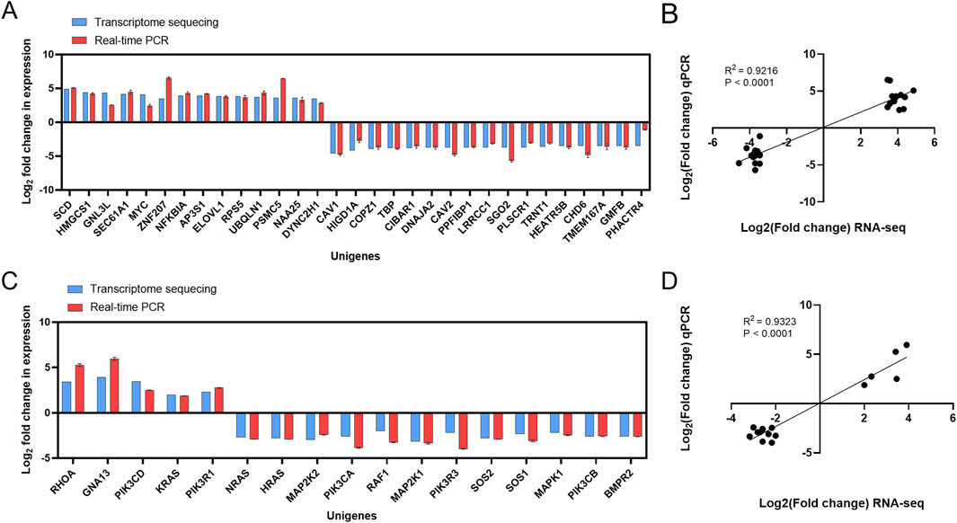 Chart A shows a bar graph comparing log2 fold changes in gene expression using transcriptome sequencing and real-time PCR across various unigenes. Chart B is a scatter plot correlating qPCR and RNA-seq results, showing a strong positive correlation (R² = 0.9216). Chart C presents another bar graph for different unigenes, with similar comparisons as Chart A. Chart D is a scatter plot correlating qPCR and RNA-seq results, with a similar positive correlation (R² = 0.9323).