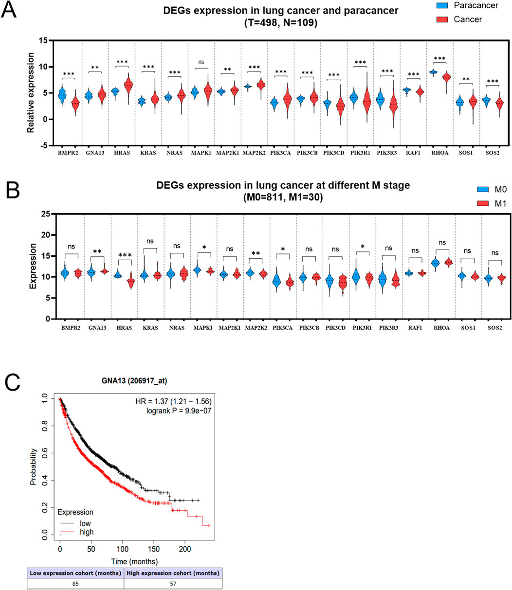A set of figures depicting gene expression data related to lung cancer. Panel A shows a violin plot of differentially expressed genes (DEGs) between lung cancer and paracancer samples, highlighting significant differences. Panel B presents DEGs across different metastatic stages (M0 and M1) with statistical significance indicated. Panel C is a Kaplan-Meier survival curve for GNA13, comparing low and high expression groups, showing a hazard ratio, confidence interval, and p-value, indicating significant survival differences.