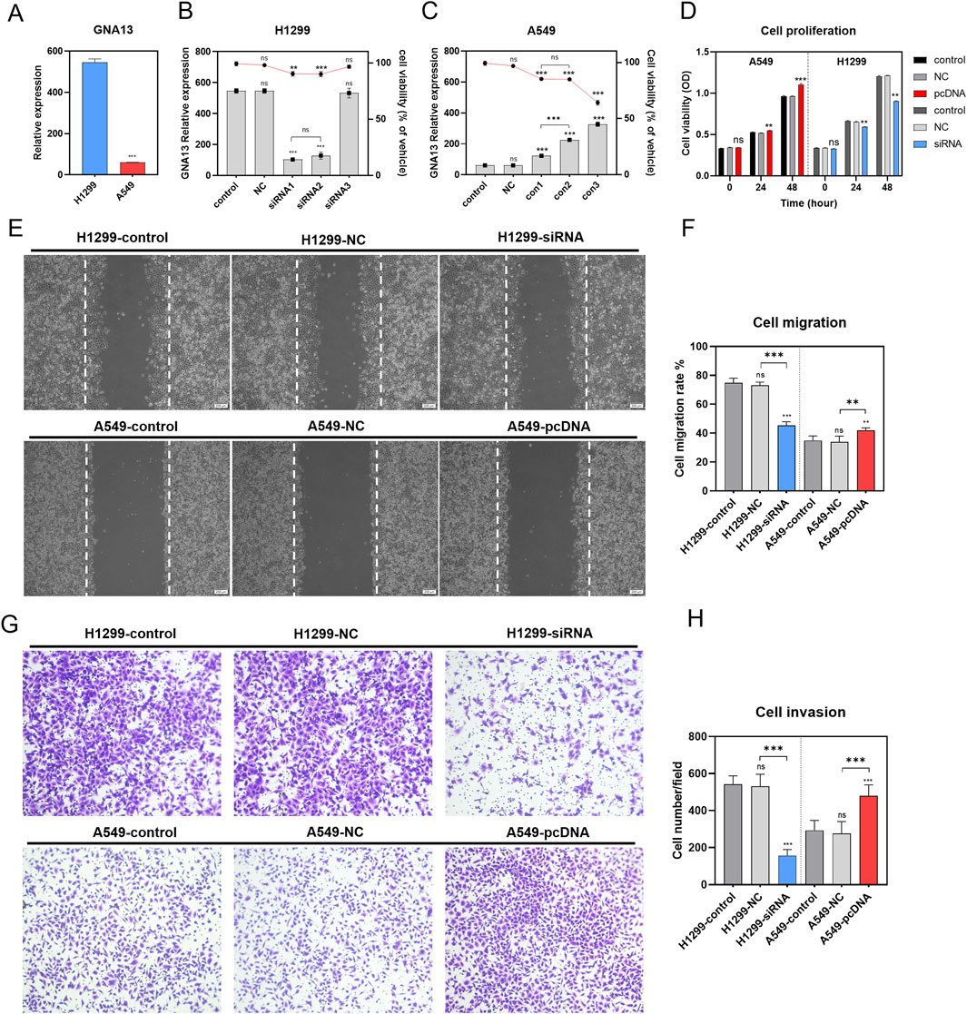 Figures illustrating the effects of various treatments on GNA13 expression, cell proliferation, migration, and invasion in H1299 and A549 cell lines. (A) Bar graph showing relative GNA13 expression in H1299 and A549. (B) and (C) Bar graphs display GNA13 expression under different treatments in H1299 and A549 cells, respectively. (D) Bar graph depicts cell proliferation over time for both cell lines. (E) Images demonstrating cell migration in treated and control groups. (F) Bar graph shows cell migration rates. (G) Images of cell invasion assays for different treatments. (H) Bar graph illustrating the number of invading cells per field. Statistical significance is indicated.
