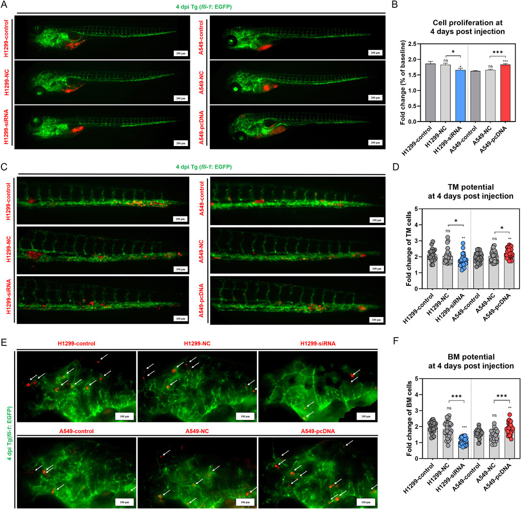 Fluorescent microscopy images and bar graphs are shown. Panels A and C display zebrafish with various genetic modifications observed under a microscope. Panels B, D, and F present bar charts showing cell proliferation and potential at four days post-injection, with annotations indicating significant differences. Panel E shows detailed cell formations marked by arrows. Each panel compares different treatments labeled H1299 and A549 with various controls and modifications. The images are marked in green and red fluorescence for visualization of specific proteins or effects. Scale bars are included for reference.
