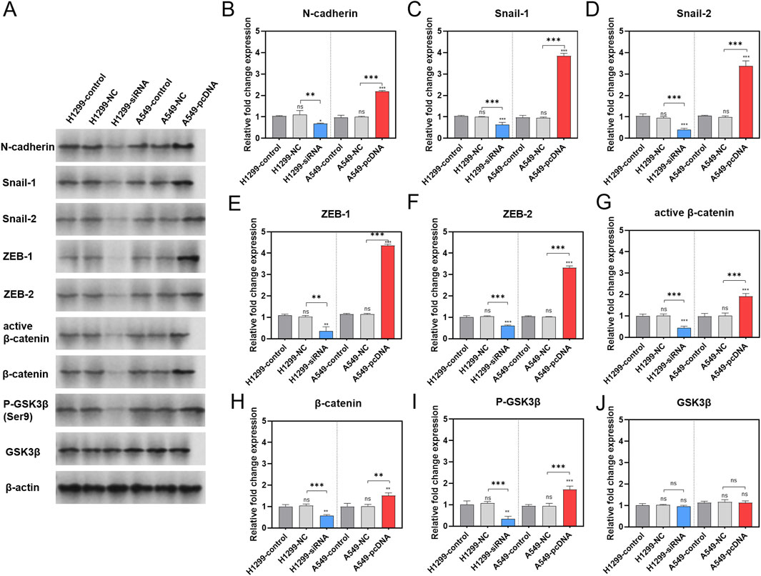 Western blot analysis and bar graphs illustrating protein expression levels in different cell treatments. Panel A shows bands for N-cadherin, Snail-1, Snail-2, ZEB-1, ZEB-2, active β-catenin, β-catenin, P-GSK3β, GSK3β, and β-actin. Panels B-J present the relative fold change expression of these proteins in H1299 and A549 cell lines under various conditions, with significant changes marked by asterisks.