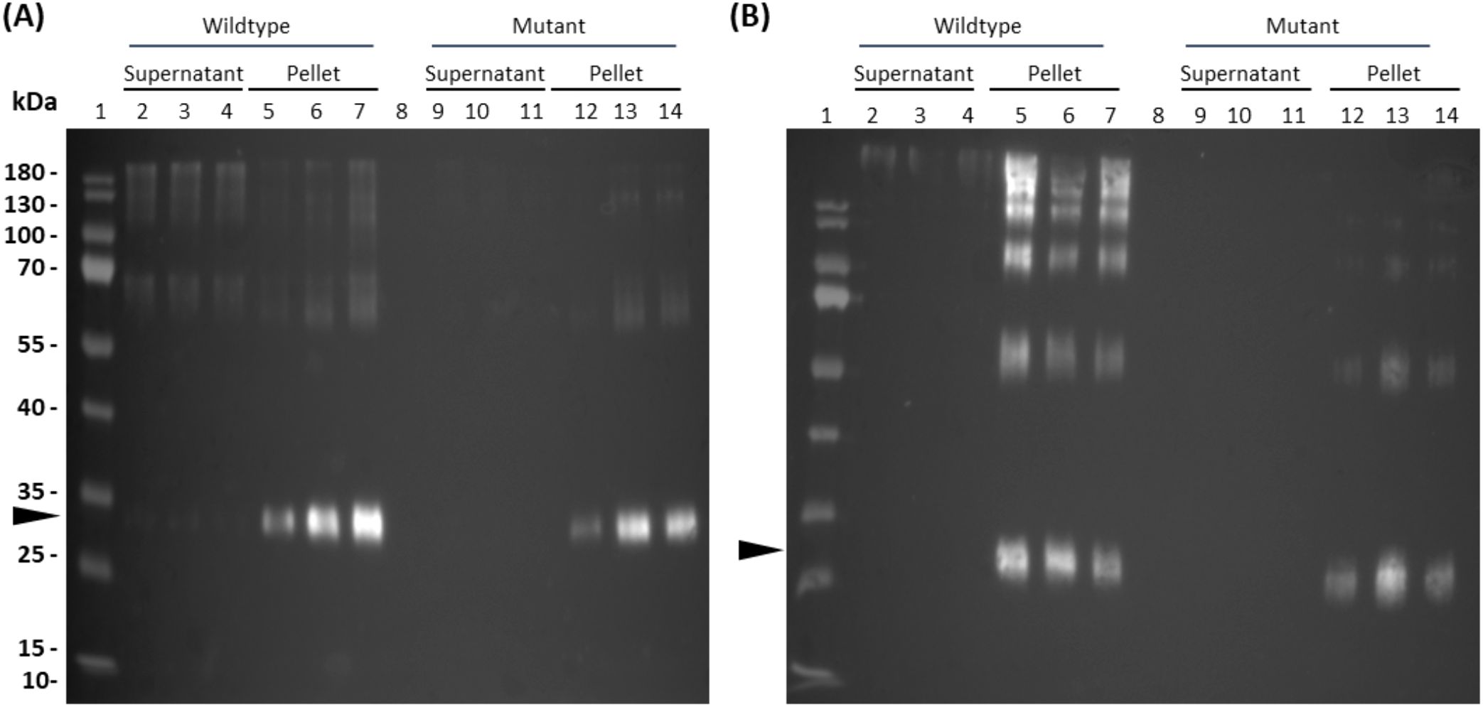 Two panels show SDS-PAGE gel results for wildtype and mutant samples. Panel A diplays bands for both supernatant and pellet, highlighting a prominent band at 35 kilodaltons in lanes 5, 6 and 7 for wilddtpye and lanes 12,13 and 14 for mutant. Panel B shows similar samples with noticeable bands in lanes 5,6 and 7 for wildtype, and lanes 12,13 and 14 for mutant.. Molecular weight markers range from 10 to 180 kilodaltons.