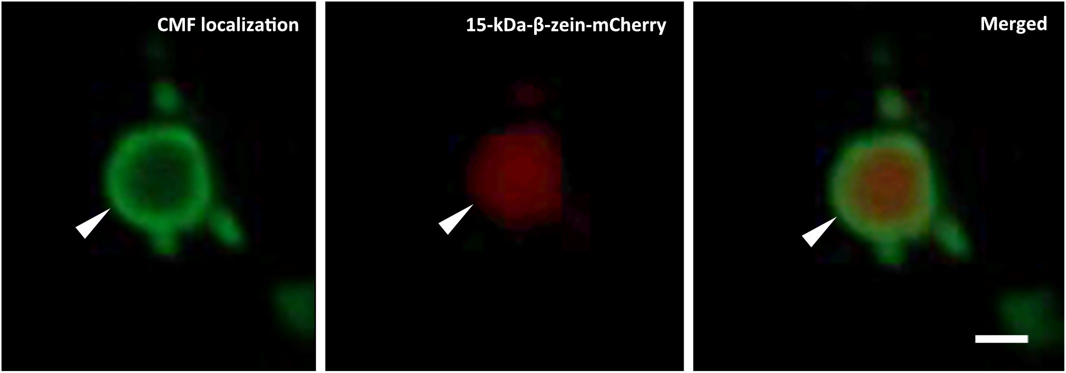 Three panels show CMF localization, 15-kDa-β-zein-mCherry expression, and their merged image. The left panel shows a green circular structure indicated by an arrow. The middle panel shows red fluorescence in the same area. The right panel combines the green and red signals, creating an overlay image that reveals the partial distribution of the signals within the Pbs.