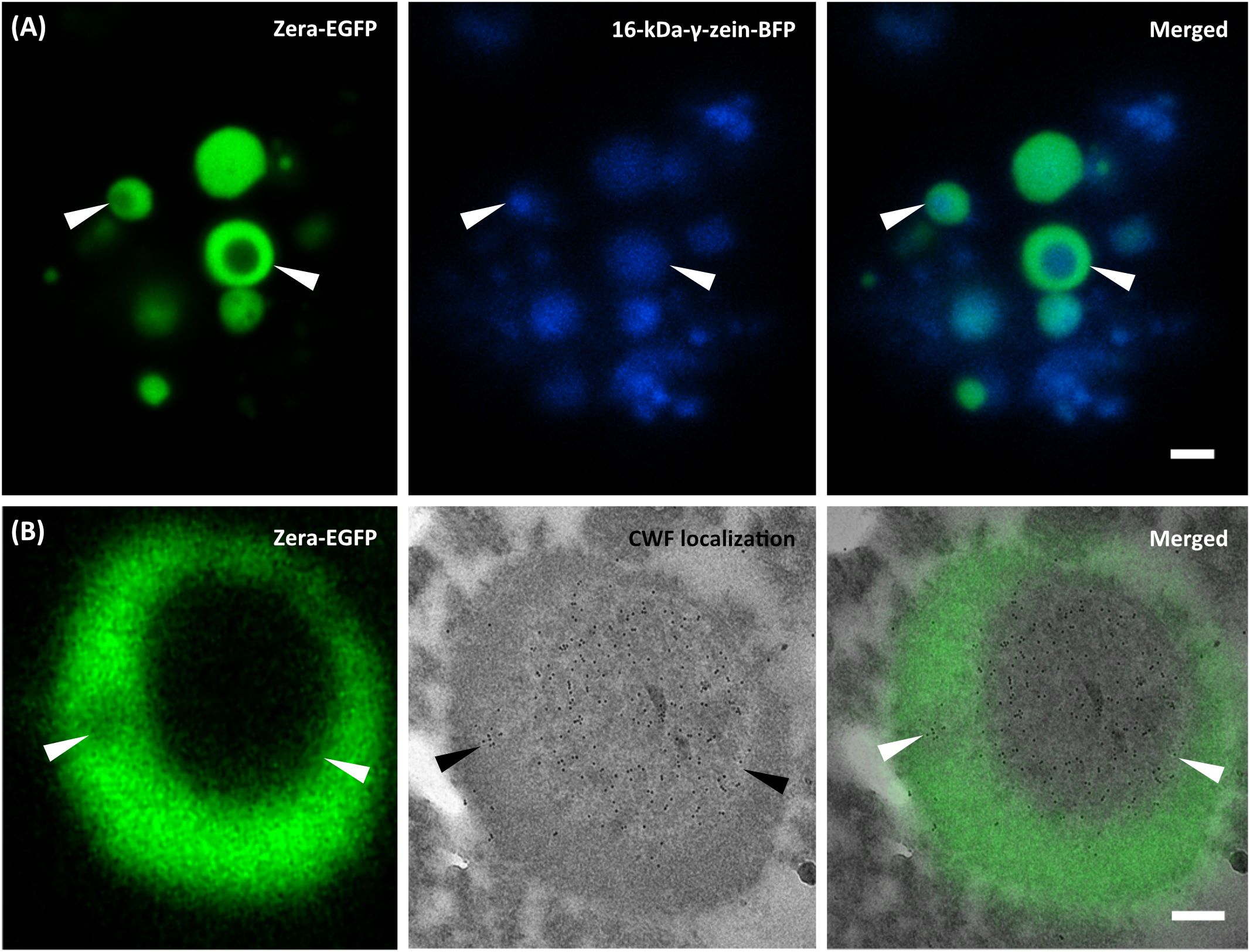 Panel A shows three fluorescence microscopy images. The first image displays green fluorescence labeled “Zera-EGFP,” highlighting round structures. The second image shows blue fluorescence labeled “16-kDa-g-zein-BFP,” marking similar regions. The merged image combines green and blue fluorescence, indicating colocalization of structures.B) First panel shows a ring-like green fluorescence pattern labeld