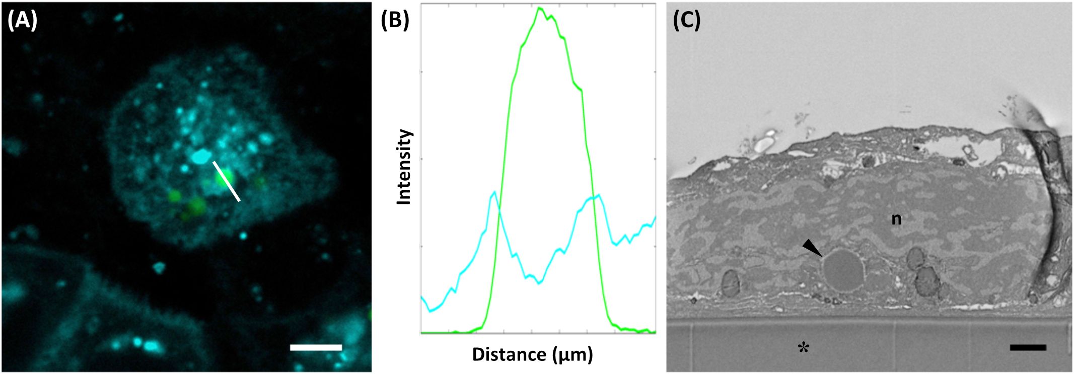 Panel (A) shows a fluorescent microscopy image of a cell with highlighted areas in various colors, with a white arrow indicating a feature. Panel (B) displays a graph of intensity against distance, with two overlapping line plots in green and cyan. Panel (C) presents a grayscale electron microscopy image of a cell cross-section, with labels and an arrow pointing to specific structures.