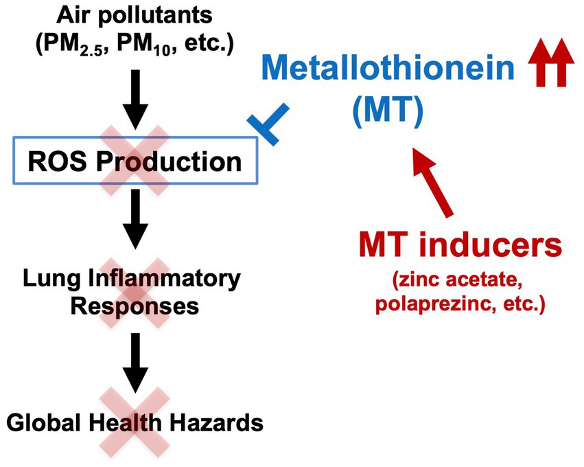 Flowchart showing the impact of air pollutants like PM2.5 and PM10, leading to reactive oxygen species (ROS) production, lung inflammatory responses, and global health hazards. Metallothionein (MT) can inhibit ROS production. MT inducers like zinc acetate and polaprezinc are mentioned as increasing MT levels.