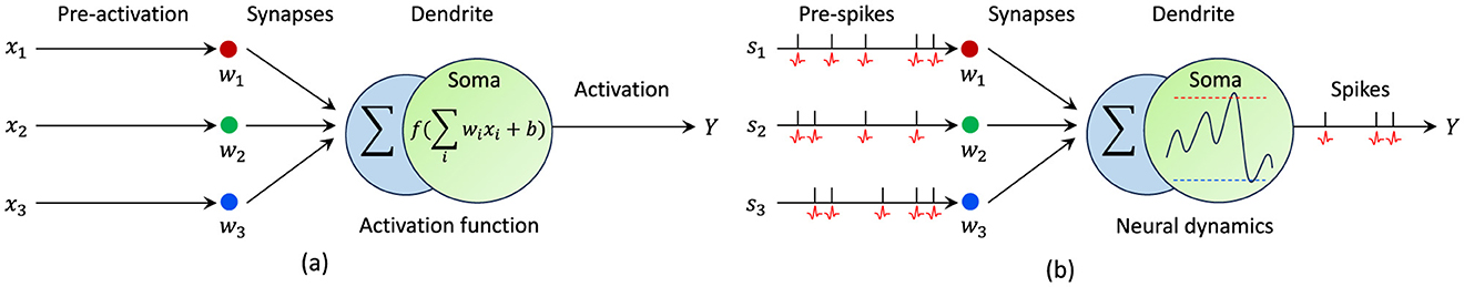 Diagram comparing two models: (a) shows a traditional neural network with inputs \(x_1\), \(x_2\), \(x_3\) passing through synapses with weights, processed by a soma and an activation function to produce output \(Y\). (b) depicts a spiking neural network with pre-spikes \(s_1\), \(s_2\), \(s_3\) processed similarly through synapses and a soma that exhibits neural dynamics, resulting in spikes as output \(Y\).