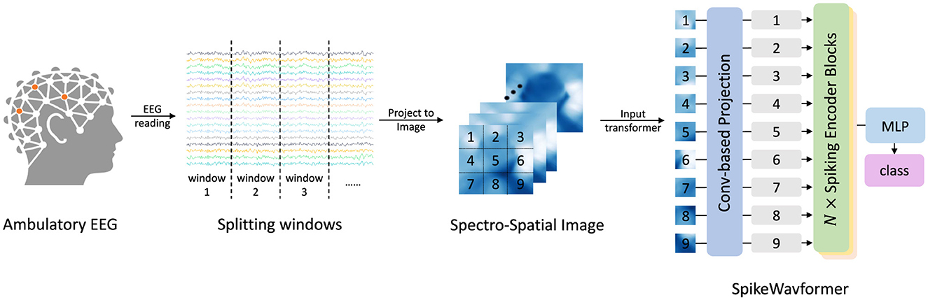 Diagram of the SpikeWaveformer process for analyzing ambulatory EEG data. EEG readings are split into windows and transformed into a spectro-spatial image. This image undergoes a convolution-based projection, followed by spiking encoder blocks. The resulting data is processed through an MLP to classify the output.