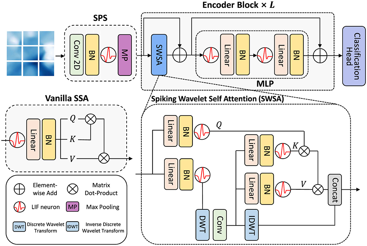 Diagram of a neural network architecture for image classification. It includes components like Conv2D, Batch Normalization (BN), Max Pooling (MP), and Spiking Wavelet Self Attention (SWSA). The encoder block is repeated, leading to a classification head. Vanilla SSA and SWSA have elements like Linear, BN, LIF neurons, and wavelet transforms (DWT, IDWT). Operations include element-wise addition and matrix dot-product.