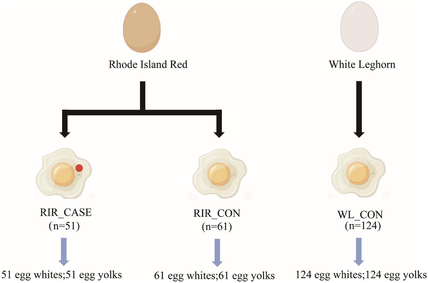 Diagram showing two types of hens: Rhode Island Red and White Leghorn. Rhode Island Red is divided into RIR_CASE with 51 eggs and RIR_CON with 61 eggs. White Leghorn, labeled WL_CON, has 124 eggs. Each group lists egg whites and yolks, equal to the number of eggs.