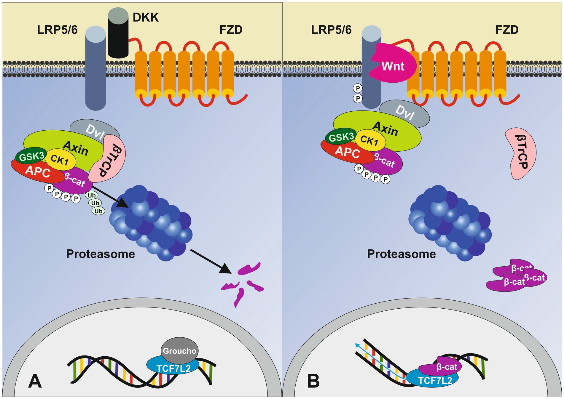 Diagram illustrating the Wnt signaling pathway. On the left, without Wnt, β-catenin is degraded via the proteasome, preventing gene expression. On the right, Wnt binding prevents β-catenin degradation, leading to gene transcription. Components involved include LRP5/6, FZD, DKK, Axin, and others.