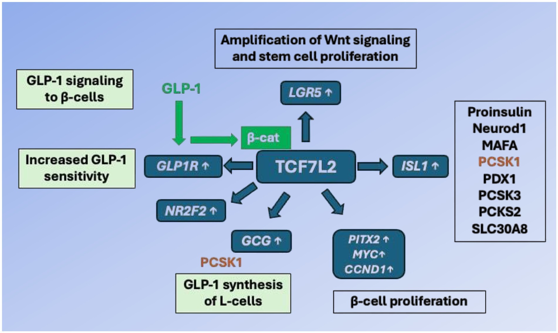 Flowchart depicting the pathways of GLP-1 signaling to β-cells, increased GLP-1 sensitivity, and proliferation via TCF7L2. It includes amplification of Wnt signaling and stem cell proliferation, involving elements like GLP1R, NR2F2, LGR5, PCSK1, GCG, ISL1, PITX2, MYC, CCND1, and others associated with β-cells and proinsulin synthesis.