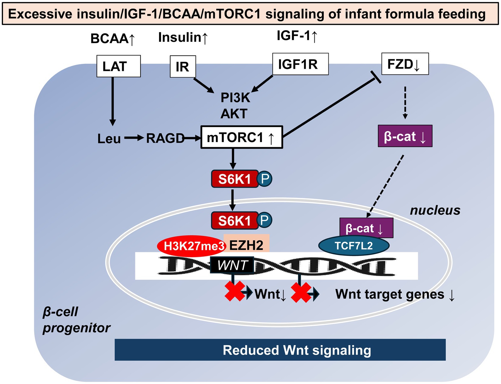 Diagram illustrating the excessive signaling pathway of insulin, IGF-1, BCAA, and mTORC1 from infant formula feeding. It shows BCAA, insulin, and IGF-1 increasing mTORC1 activity, leading to increased S6K1 phosphatase. This activity reduces Wnt signaling by affecting β-catenin, TCF7L2, and EZH2 in the β-cell progenitor nucleus, ultimately decreasing Wnt target genes and reducing overall Wnt signaling.
