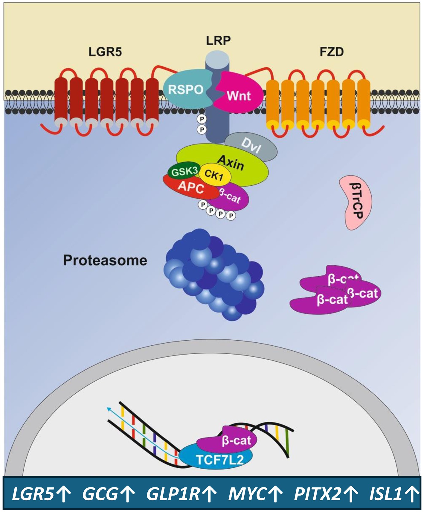 Diagram illustrating a signaling pathway involving LGR5, LRP, and FZD receptors, depicting interactions with Wnt, RSPO, and Dvl. Components like Axin, GSK3, CK1, and APC are shown interacting with β-catenin, leading to gene transcription. The proteasome and various gene indicators (LRG5, GCG, GLP1R, MYC, PITX2, ISL1) are included, highlighting cellular processes and functions.