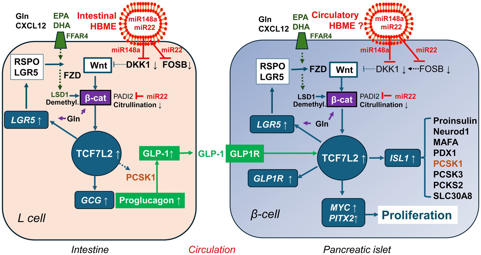 Diagram depicting molecular pathways in intestinal L cells and pancreatic islet beta-cells. The left section shows intestine-related processes, involving factors like LRG5, TCF7L2, and GLP-1. The right section outlines pancreatic islet functions, highlighting GLP-1R, ISL1, and cell proliferation. Interactions influenced by miRNAs, intestinal, and circulatory factors are indicated. Components such as Wnt signaling, demethylation by LSD1, and citrullination alteration by miR22 are illustrated. Green arrows indicate stimulation, while red lines show inhibition. The diagram also references nutrients like EPA and DHA affecting pathways.