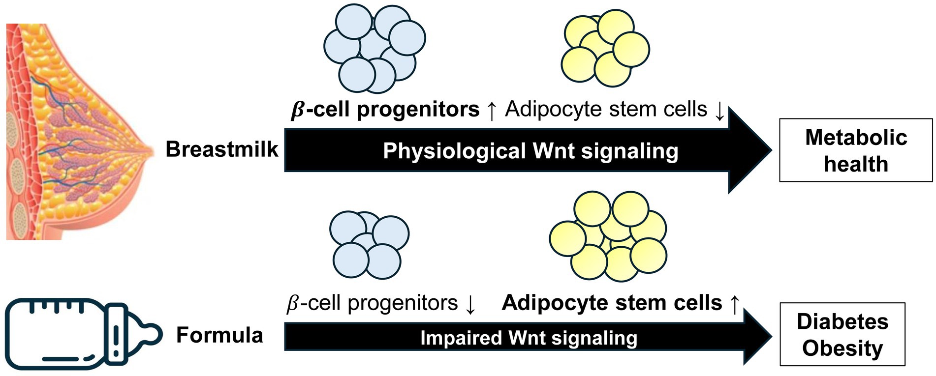 Diagram comparing breastmilk and formula feeding. Breastmilk increases beta-cell progenitors and decreases adipocyte stem cells, promoting physiological Wnt signaling and metabolic health. Formula feeding decreases beta-cell progenitors and increases adipocyte stem cells, leading to impaired Wnt signaling and risks of diabetes and obesity.