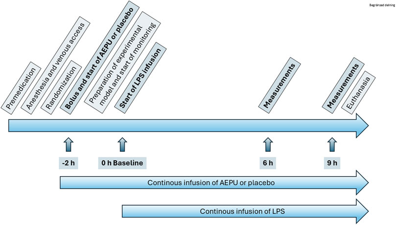 Graphic depicting a timeline of an experimental procedure. Steps include premedication, anesthesia, venous access, randomization, bolus and start of AEPU or placebo, and start of LPS infusion. Measurements occur at six and nine hours, followed by euthanasia. Continuous infusion of AEPU or placebo and LPS runs throughout, with key markers at negative two hours, zero hours baseline, six hours, and nine hours.