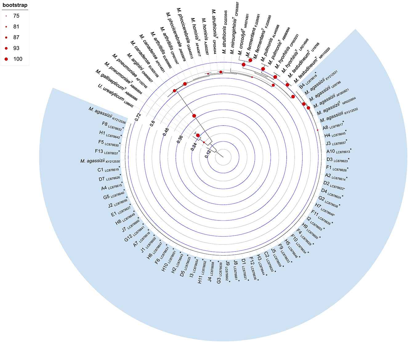 Circular phylogenetic tree diagram showing genetic relationships among various Mycoplasma species. Bootstrap values are represented by red dots of different sizes, indicating support levels from seventy-five to one hundred percent. Species names are displayed around the circle. The tree includes scientific notations and branching patterns, with a light blue background for emphasis.