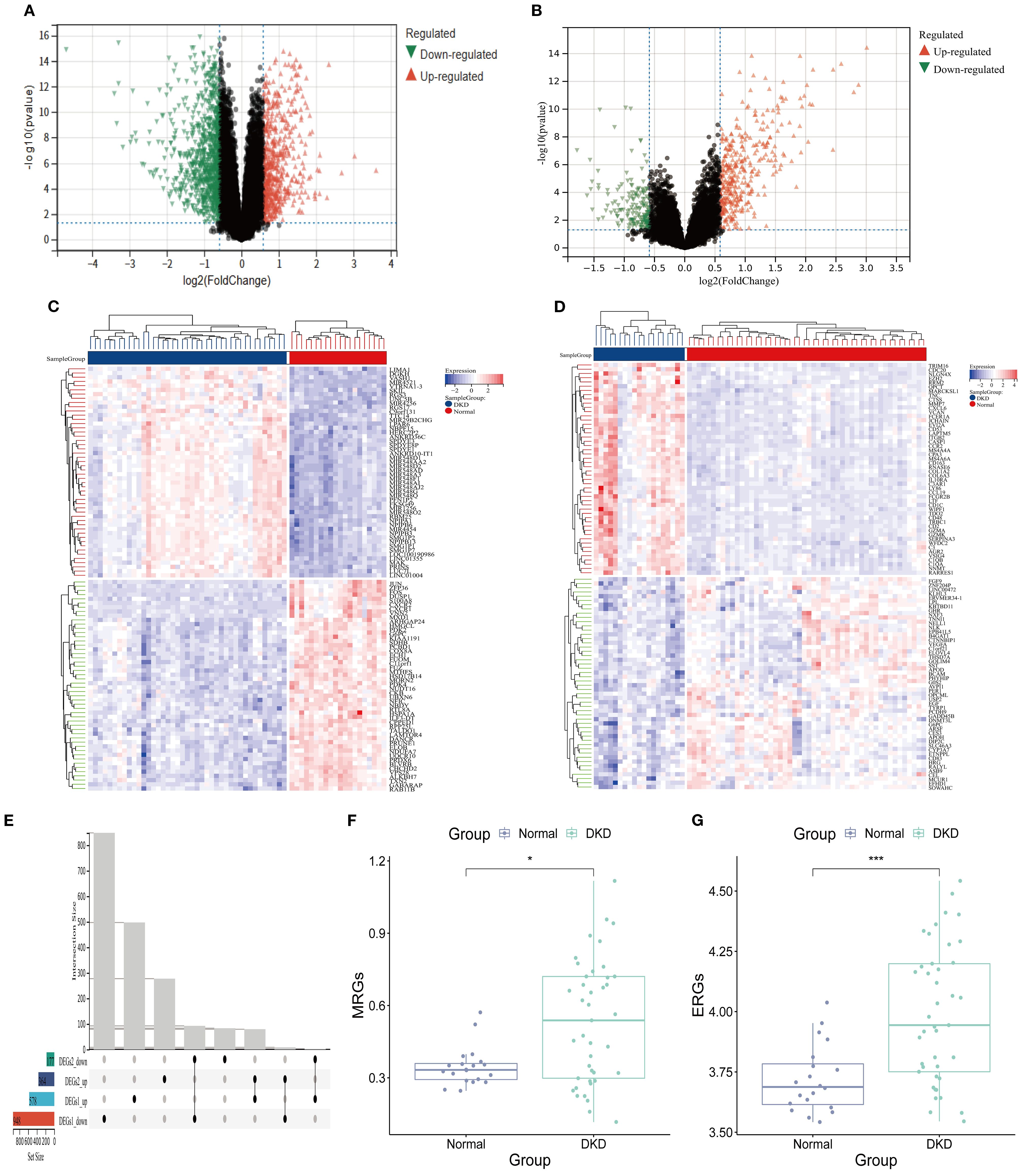 Volcano plots (A and B) show gene expression changes with regulated, up-regulated, and down-regulated genes highlighted. Heatmaps (C and D) display gene expression clustering for normal and diabetic kidney disease groups. A bar chart (E) presents the distribution of differentially expressed gene overlaps. Box plots (F and G) compare MRGs and ERGs between normal and DKD groups, indicating significant differences.