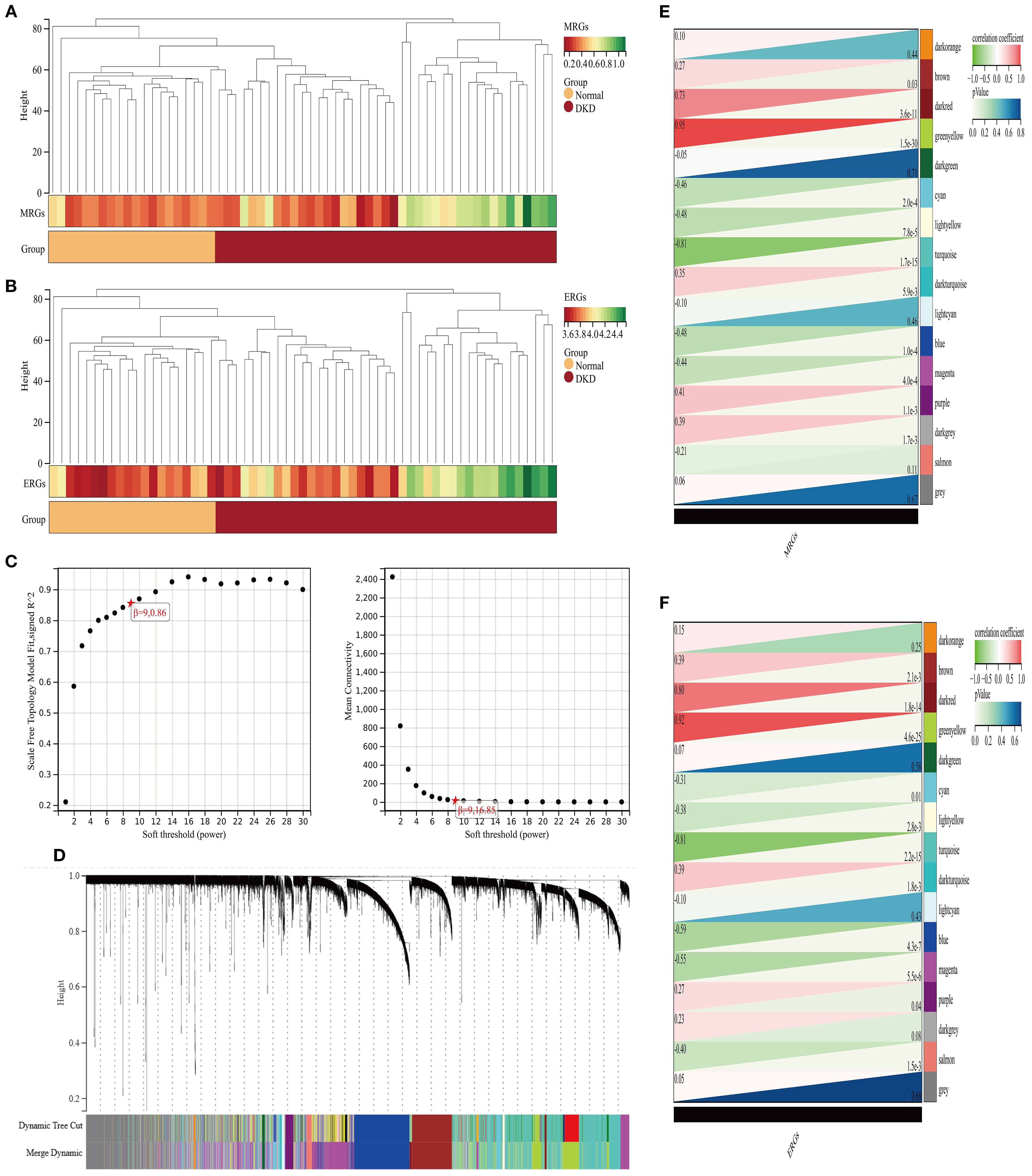 Hierarchical clustering, dendrograms, and network analysis are displayed in a composite image. Panels A and B show dendrograms with heat maps for MRGs and ERGs, indicating grouping into 'Normal' and 'DKD.' Panel C has graphs for scale-free topology and mean connectivity, with a highlighted cutoff point. Panel D shows a detailed dendrogram with dynamic and merged clusters. Panels E and F feature correlation networks with color-coded pathways and interaction strengths.