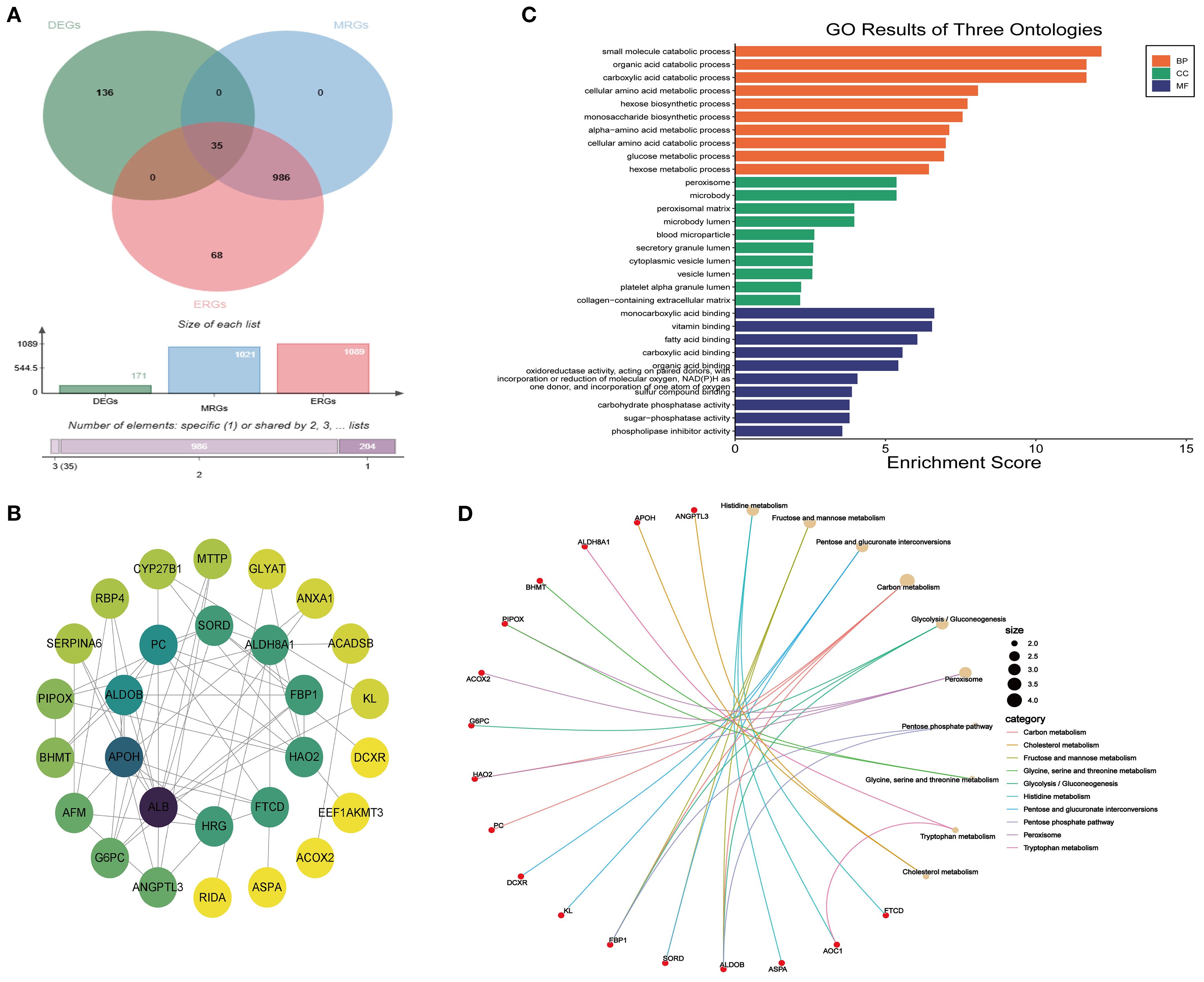 Panel A shows a Venn diagram comparing DEGs, MRGs, and ERGs with overlap indicated by numbers. Panel B presents a gene interaction network highlighting connections and gene significance. Panel C is a bar graph showing GO enrichment scores for biological processes (BP), cellular components (CC), and molecular functions (MF). Panel D depicts a network analysis of metabolic pathways with node size indicating significance and colored lines denoting categories.