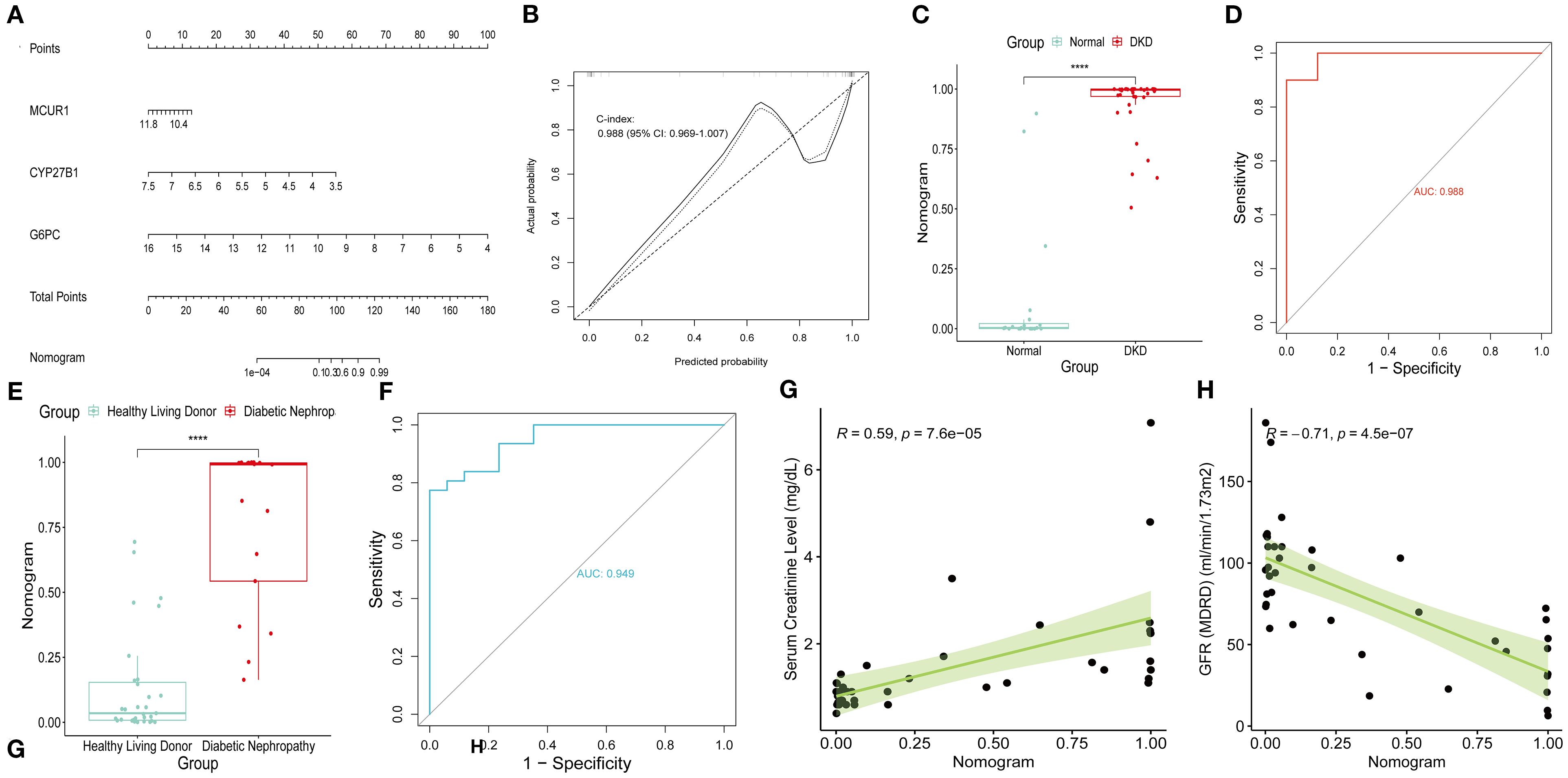 A series of graphs and charts displaying a nomogram and its analysis in relation to diabetic kidney disease (DKD) and other groups. Panel A shows a nomogram with points for MCUR1, CYP27B1, and G6PC. Panel B presents a calibration plot with a C-index of 0.988. Panel C is a scatter plot comparing nomogram scores between normal and DKD groups, indicating significant differences. Panel D depicts an ROC curve with an AUC of 0.988. Panel E is another scatter plot comparing healthy living donors and diabetic nephropathy. Panel F shows an ROC curve with an AUC of 0.949. Panel G and H display correlations of the nomogram with serum creatinine levels and GFR (MDRD), respectively.
