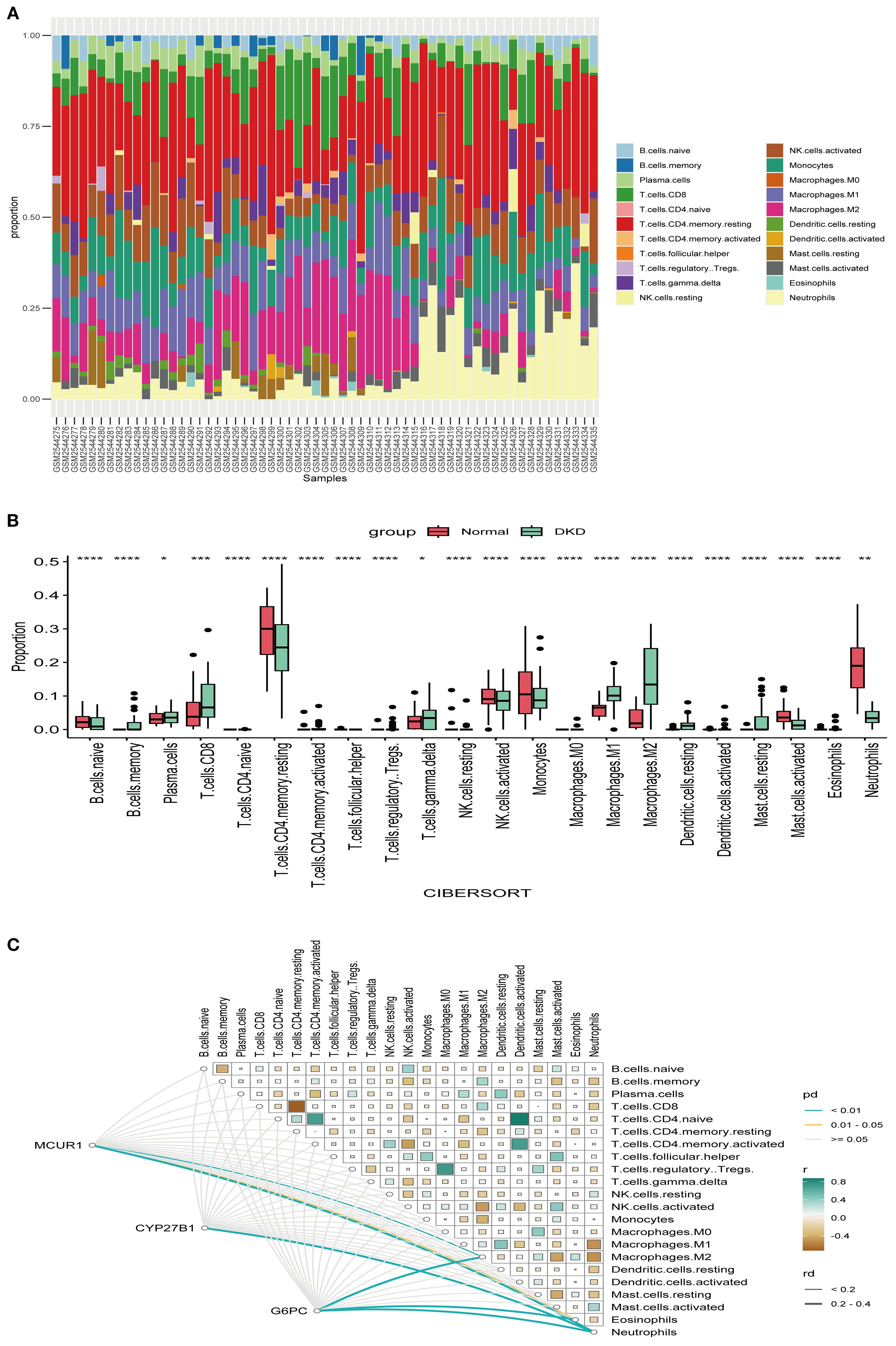 Chart A displays stacked bar graphs of cell type proportions across multiple samples, categorized by color. Chart B shows a box plot comparing proportions of different immune cell types in normal versus DKD groups, with statistical significance indicated by asterisks. Chart C illustrates a network correlation plot detailing relationships between various cell types and three genes: MCU1, CYP27B1, and G6PC, using lines and shaded squares to denote correlation strength and significance.