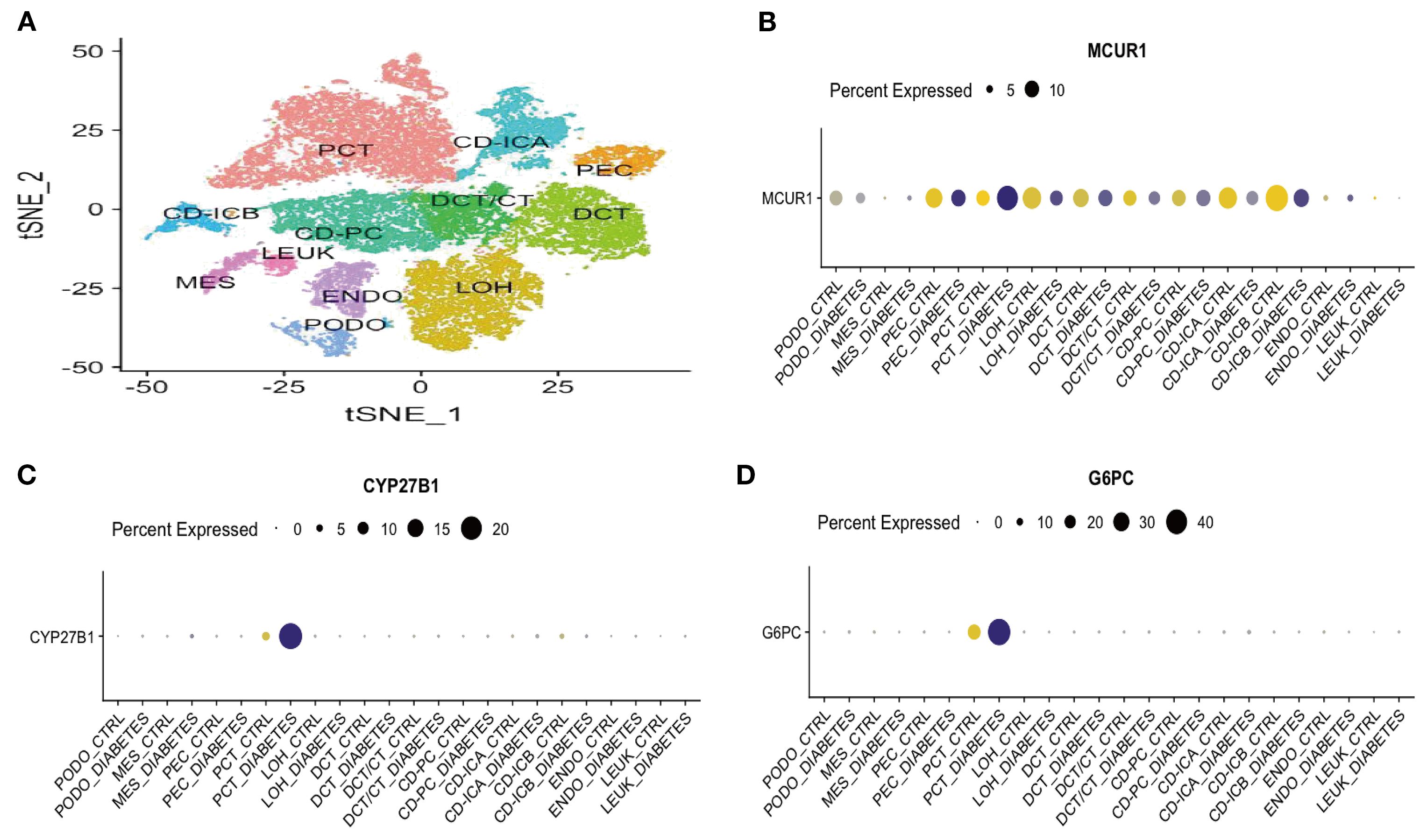 Panel A shows a t-SNE plot with colored clusters labeled as PCT, CD-ICA, PEC, and others, indicating cell types. Panels B, C, and D are dot plots showing the percent expression of MCUR1, CYP27B1, and G6PC across various samples, with dot size indicating expression level.
