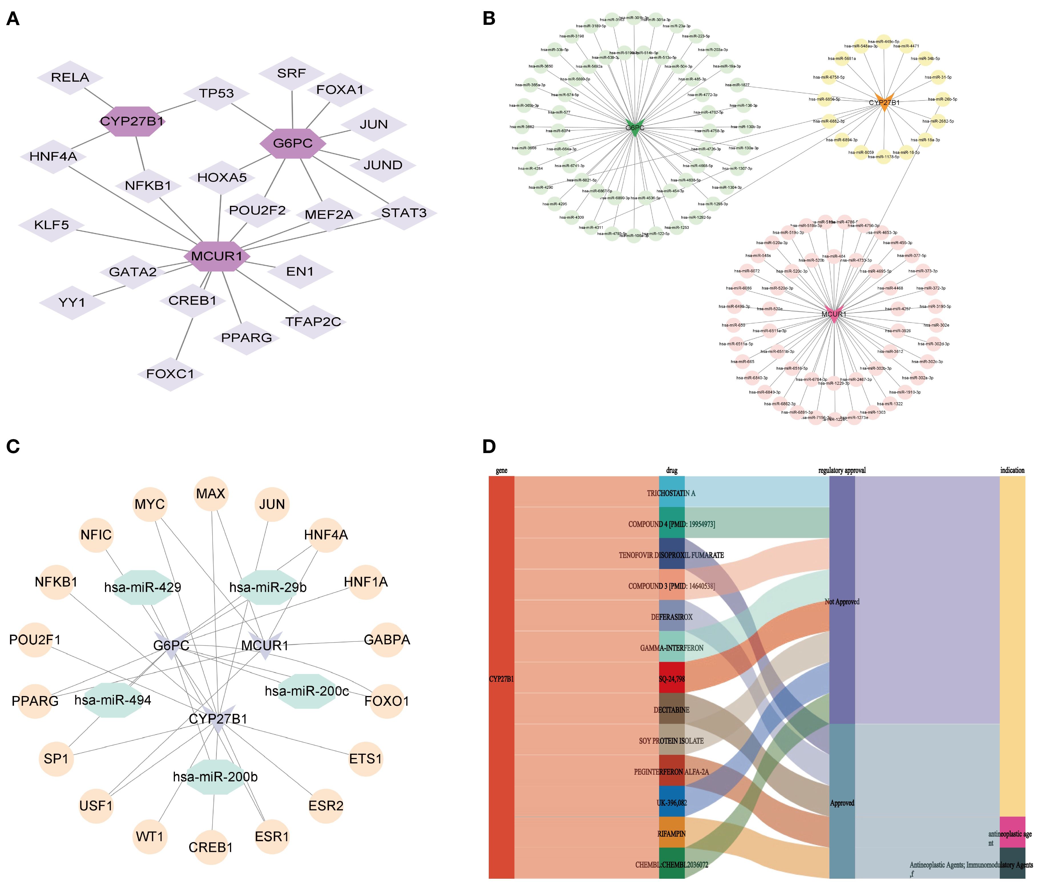 Diagram with four panels illustrating biological relationships and data. Panel A shows a gene interaction network with nodes for G6PC and MCUR1 emphasizing CYP27B1. Panel B presents three clusters of interactions, color-coded in green, yellow, and red. Panel C displays a circular gene and microRNA interaction map linking G6PC, CYP27B1, and MCUR1. Panel D is a Sankey diagram, mapping genes like CYP27B1 to drugs and their regulatory statuses, with color coding indicating therapeutic uses.