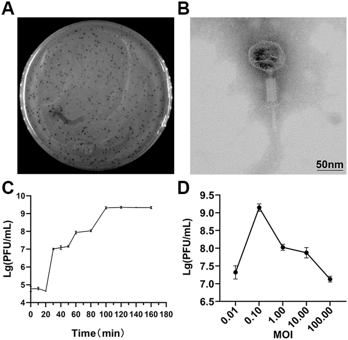 Panel A shows a petri dish with numerous dark spots indicating bacterial colonies. Panel B is a detailed electron microscope image of a bacteriophage with a visible head and tail, set against a 50 nanometer scale bar. Panel C is a line graph depicting the bacteriophage growth over time, measured in minutes, with lg(PFU/mL) on the y-axis. Panel D is a line graph showing the effect of varying multiplicities of infection (MOI) on bacteriophage yield, with lg(PFU/mL) on the y-axis and MOI values on the x-axis.