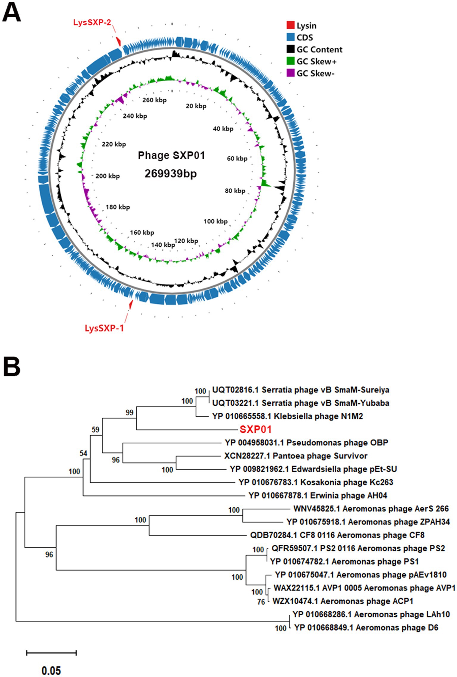 Panel A displays a circular genome map of phage SXP01 with a size of 269,939 base pairs. It includes annotations for Lysin, CDS, GC Content, and GC Skew. Panel B shows a phylogenetic tree highlighting the evolutionary relationships of phage SXP01 with various phages, including some from Serratia, Klebsiella, and Aeromonas. The tree indicates bootstrap values for support at each node.