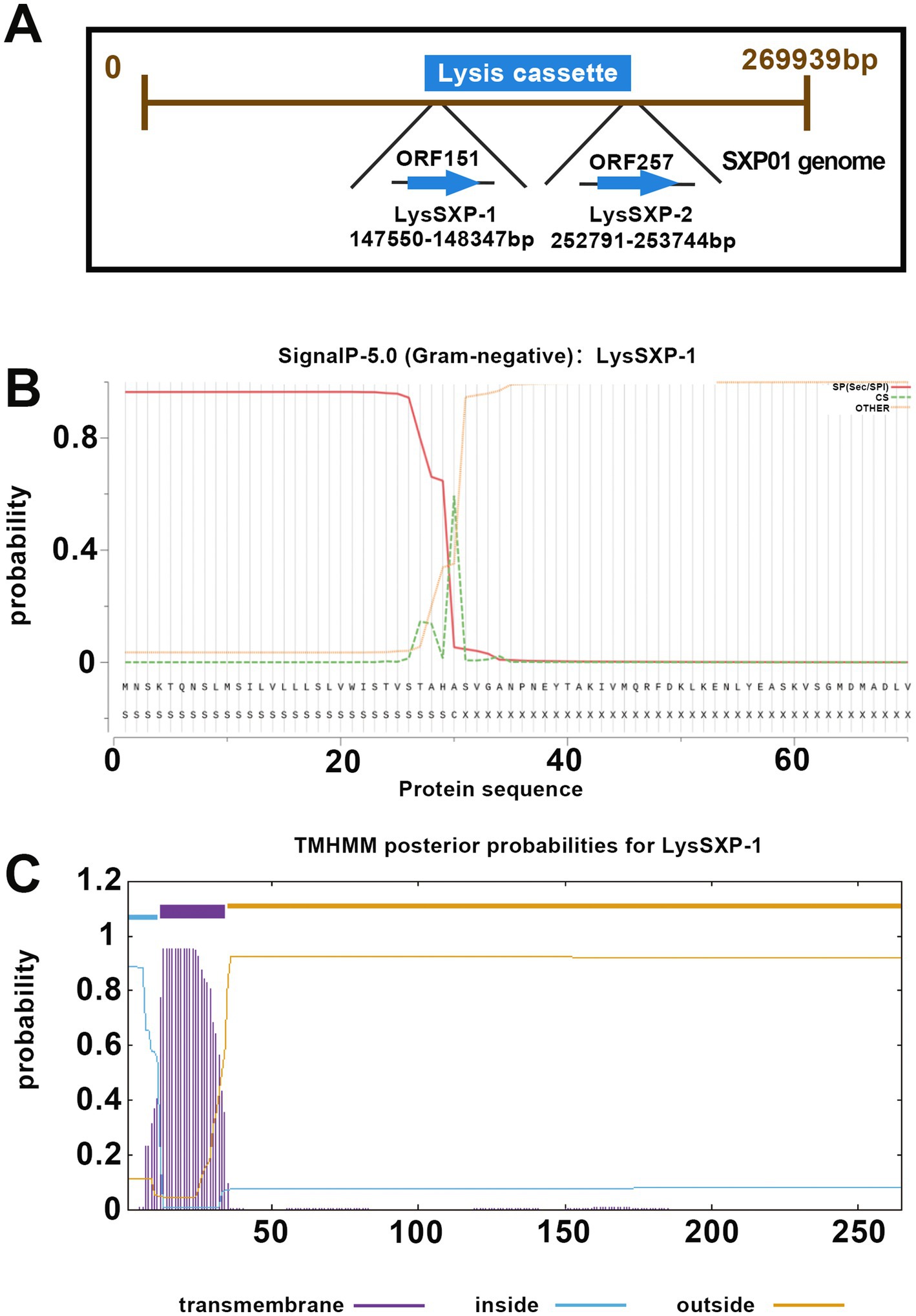 Diagram depicting three panels: (A) A lysis cassette in the SXP01 genome with ORF151 and ORF257 labeled, showing LysSXP-1 and LysSXP-2 positions. (B) SignalP-5.0 graph for LysSXP-1, showing signal peptide probability along the protein sequence. (C) TMHMM plot indicating transmembrane, inside, and outside probabilities for LysSXP-1.
