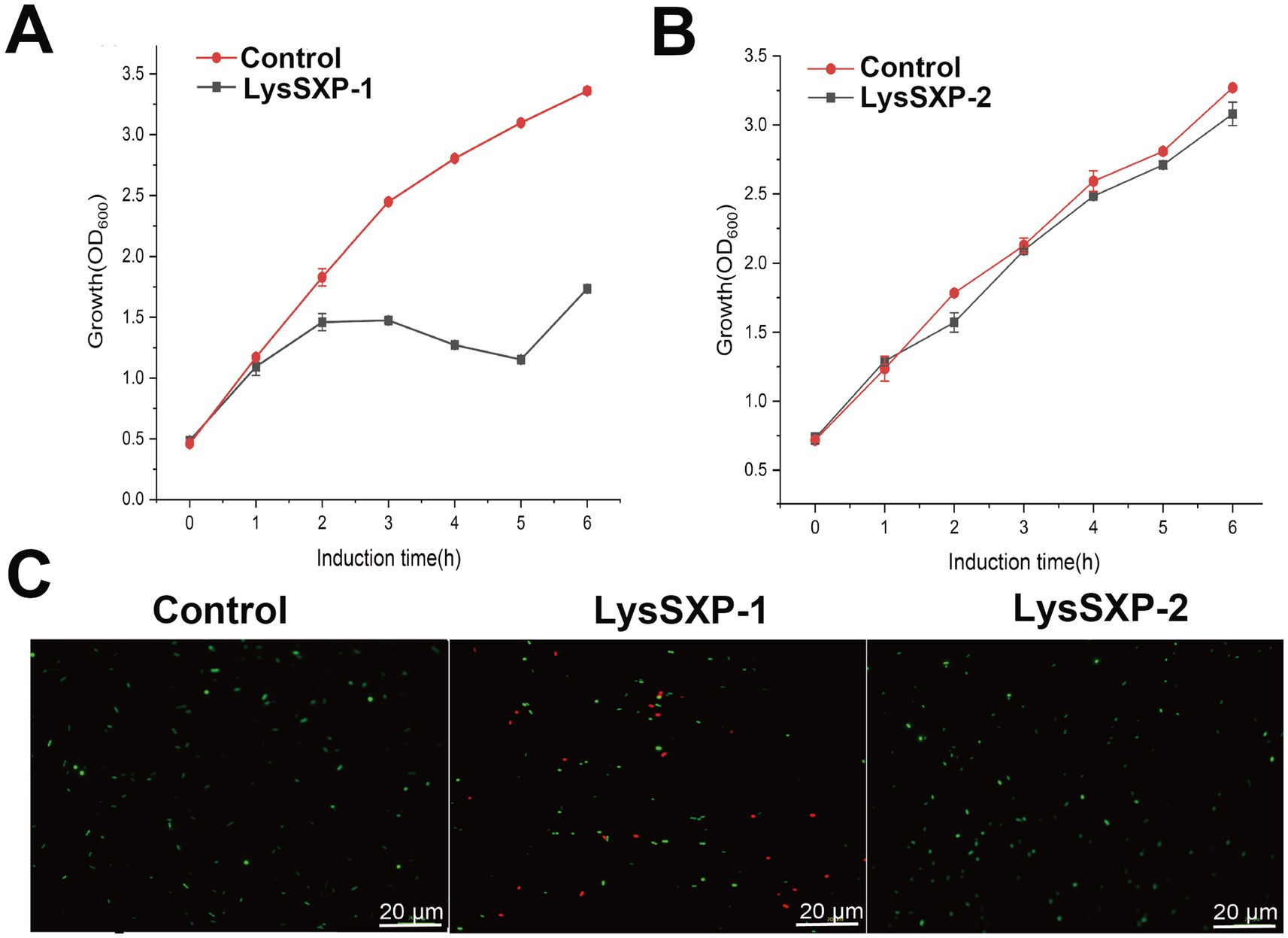 Three-panel scientific figure. Panel A: Comparison of growth of Escherichia coli with endogenous expression of LysSXP-1(LysSXP-1) and without LysSXP-1(control); Panel B:C omparison of growth of Escherichia coli with endogenous expression of LysSXP-2(LysSXP-2) and without LysSXP-2(control); Panel C: Effect of LysSXP-1 and LysSXP-2 protein expression on the cell viabilityof E. coli. Green and red fluorescence represent live and dead cells, respectively Scale bar = 20 μm.