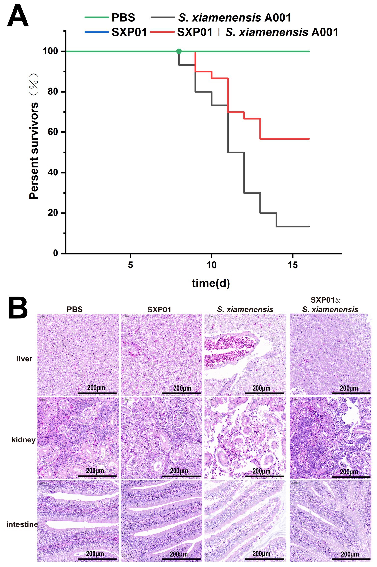 A two-part image showing a survival curve and histological slides. Part A displays a Kaplan-Meier survival curve with four lines representing different groups: PBS in green, S. xiamenensis A001 in black, SXP01 in blue, and SXP01 plus S. xiamenensis A001 in red. Part B presents histological images of liver, kidney, and intestine tissues under different treatments: PBS, SXP01, S. xiamenensis, and their combination. Each micrograph includes a scale bar of 200 micrometers.
